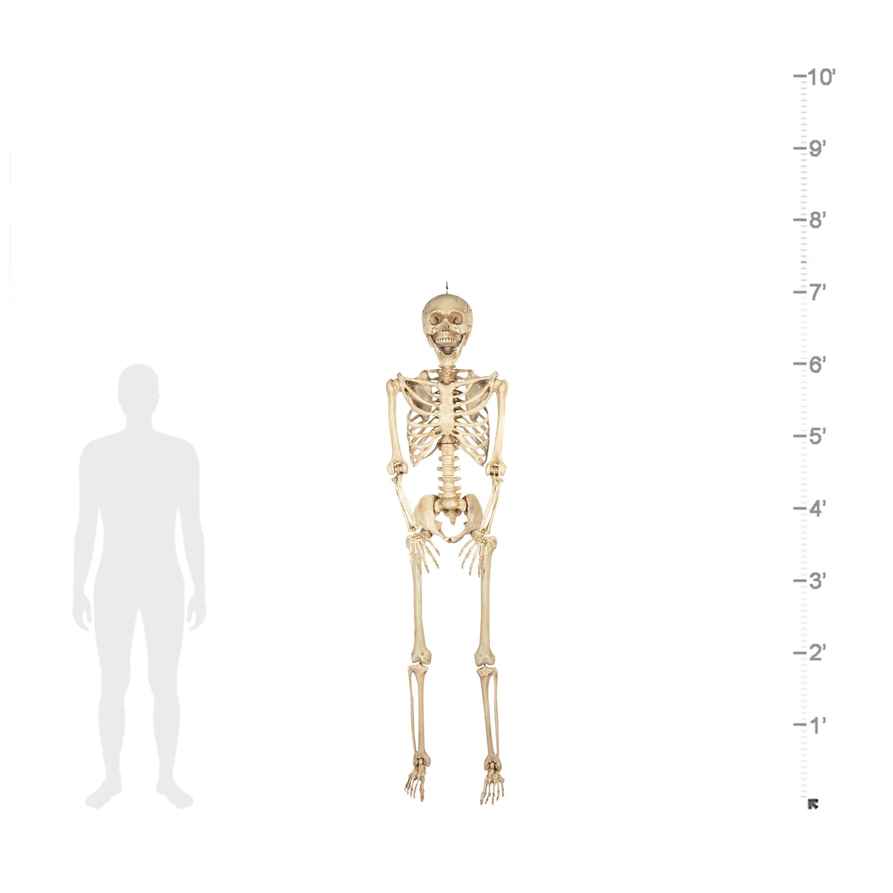 Posable Skeleton, 7'