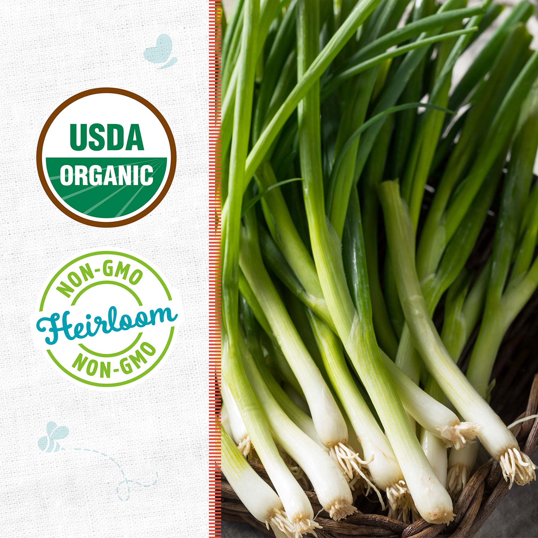 Back to Roots Heirlooms Seeds, Onion Evergreen Bunching
