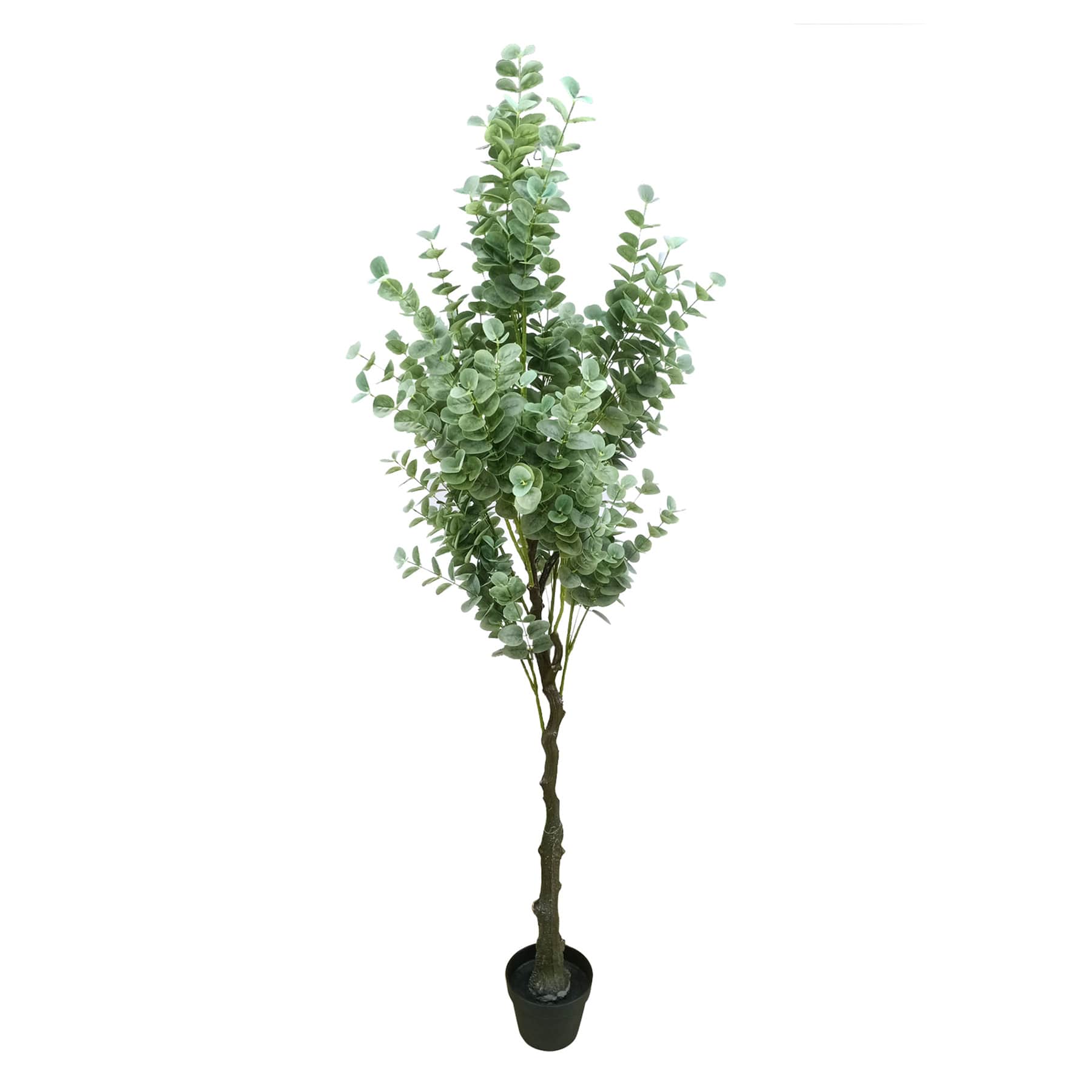 Potted Eucalyptus Tree, 6'