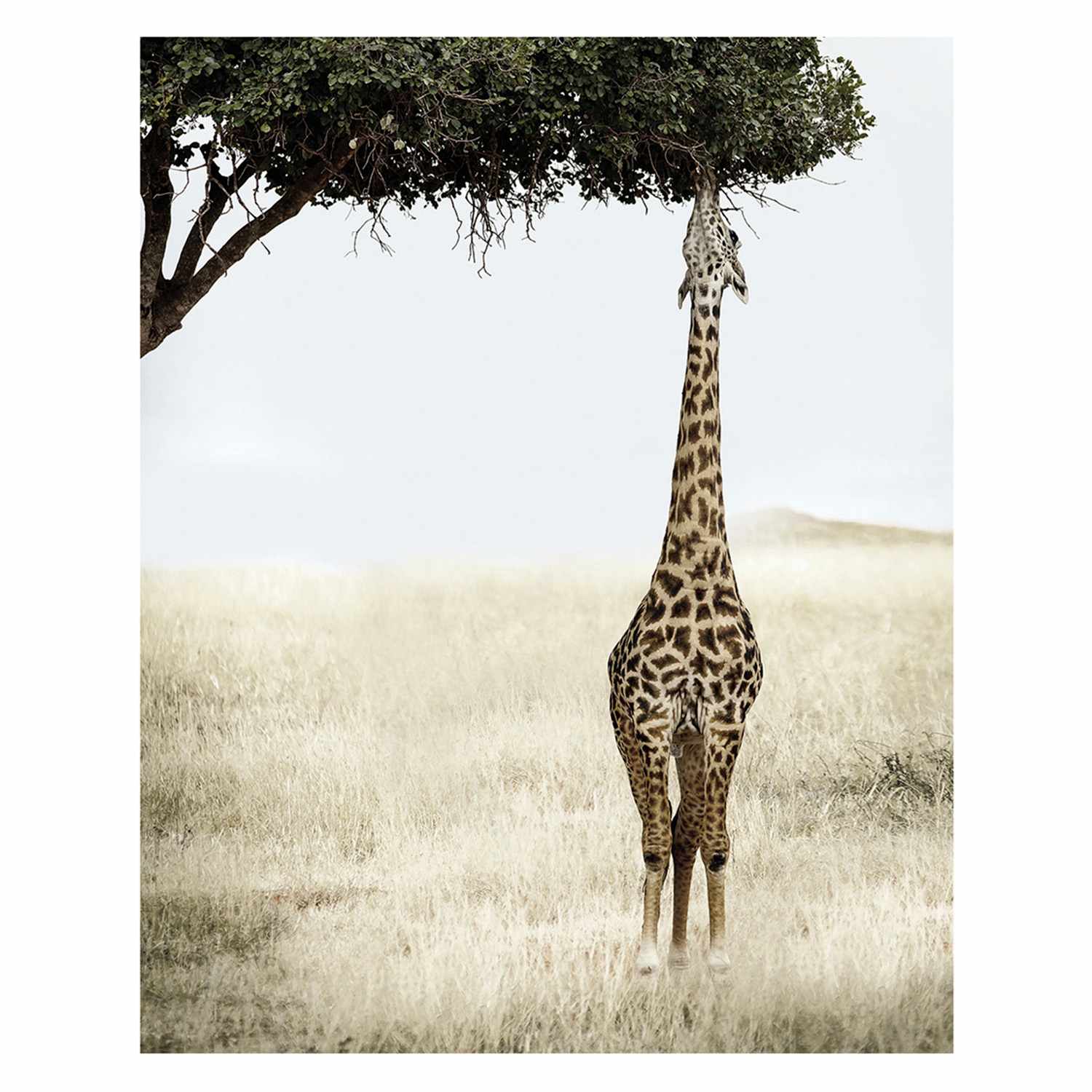 Giraffe Eating Leaves Block, 8x10