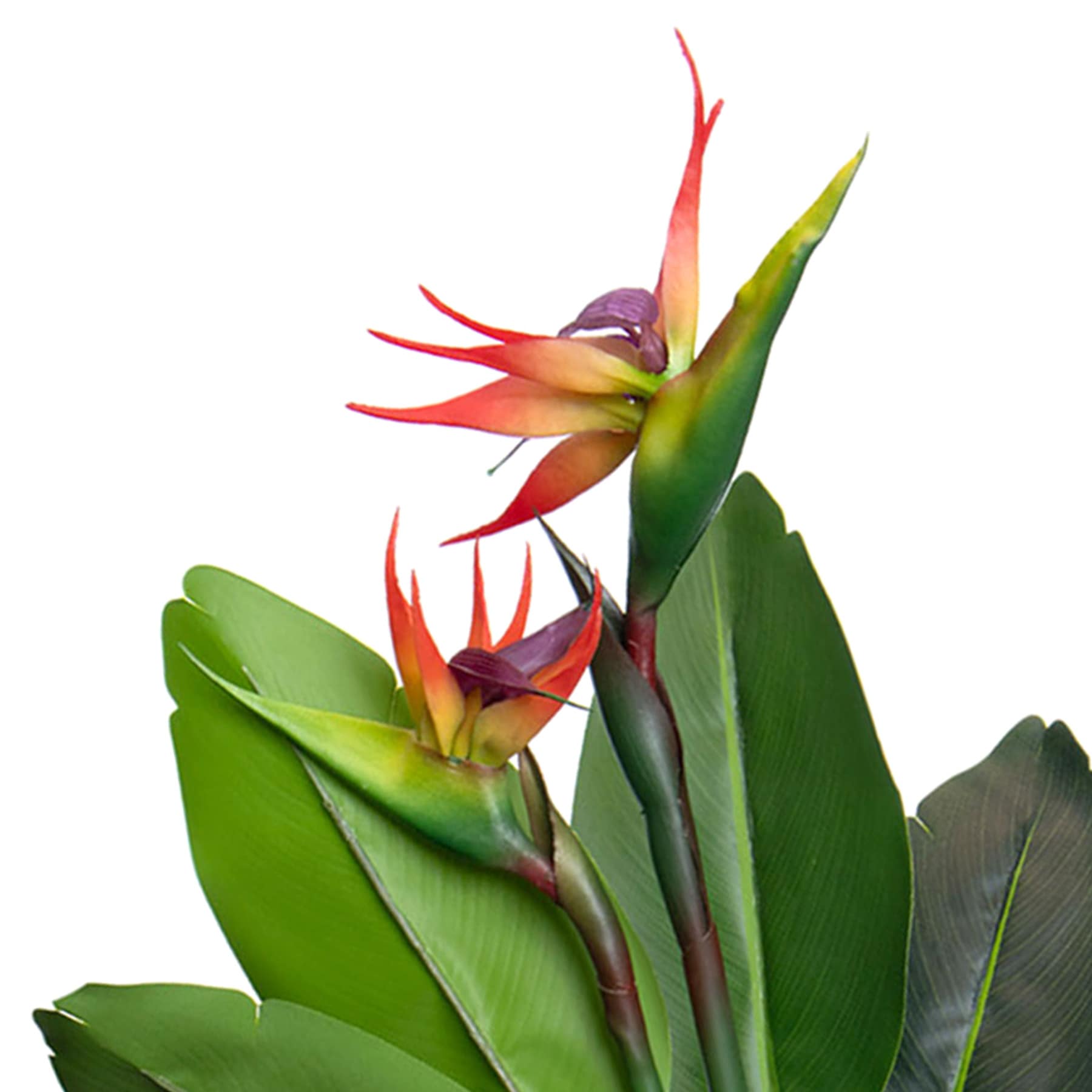 Bird of Paradise in Plastic Pot, 29"