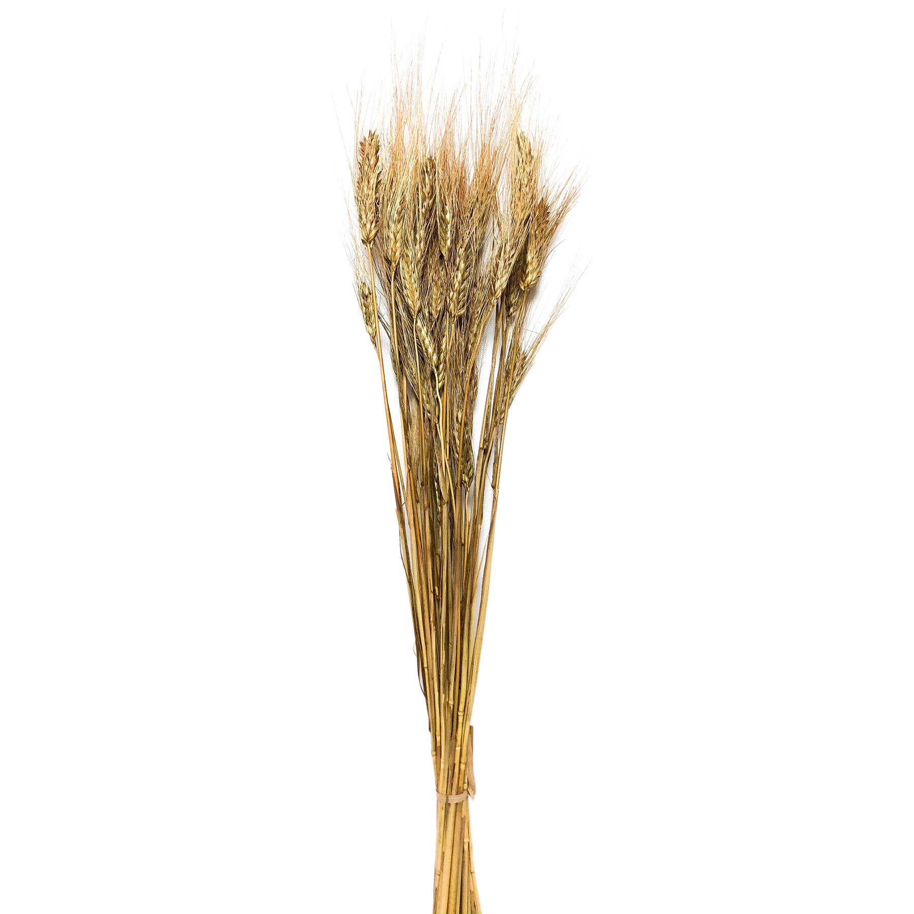 Light Brown Barley Bundle, 26"