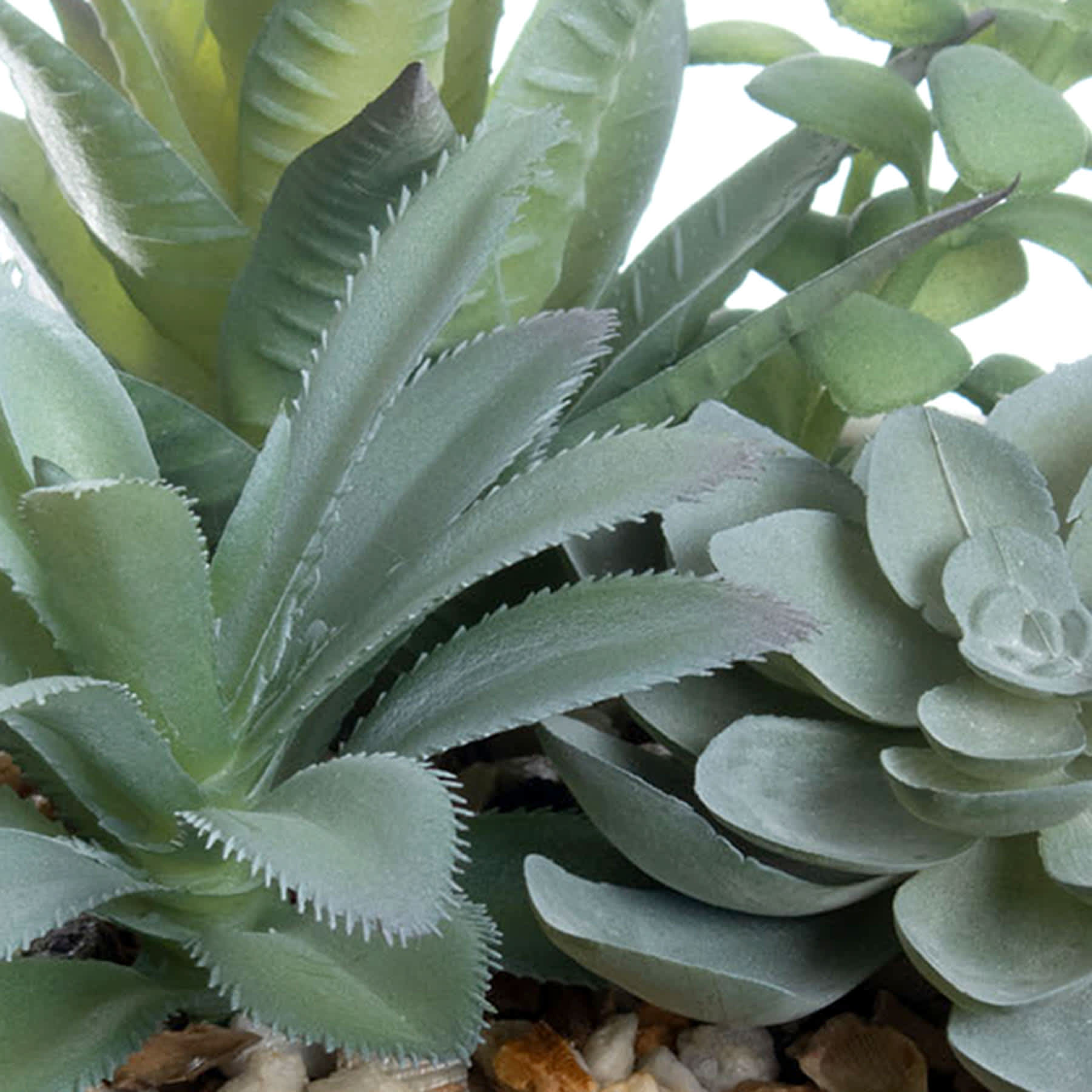 Mixed Succulent in Pot, 7"
