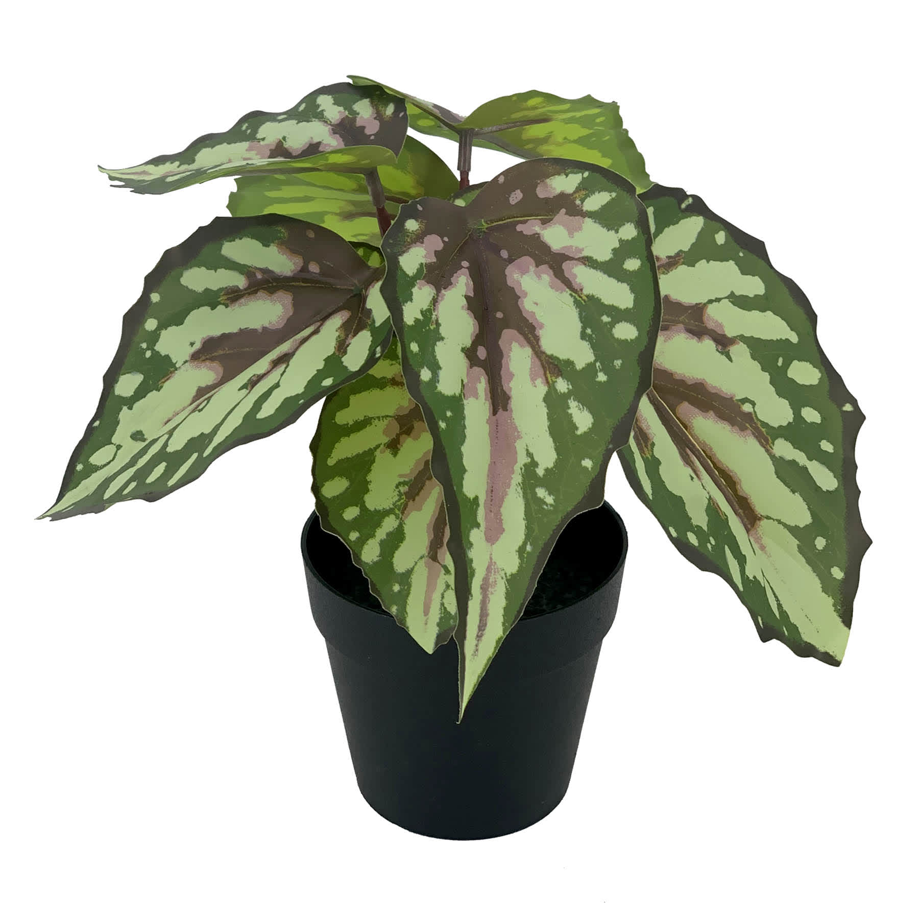 Outdoor-Rated Begonia Arrangement, 8"