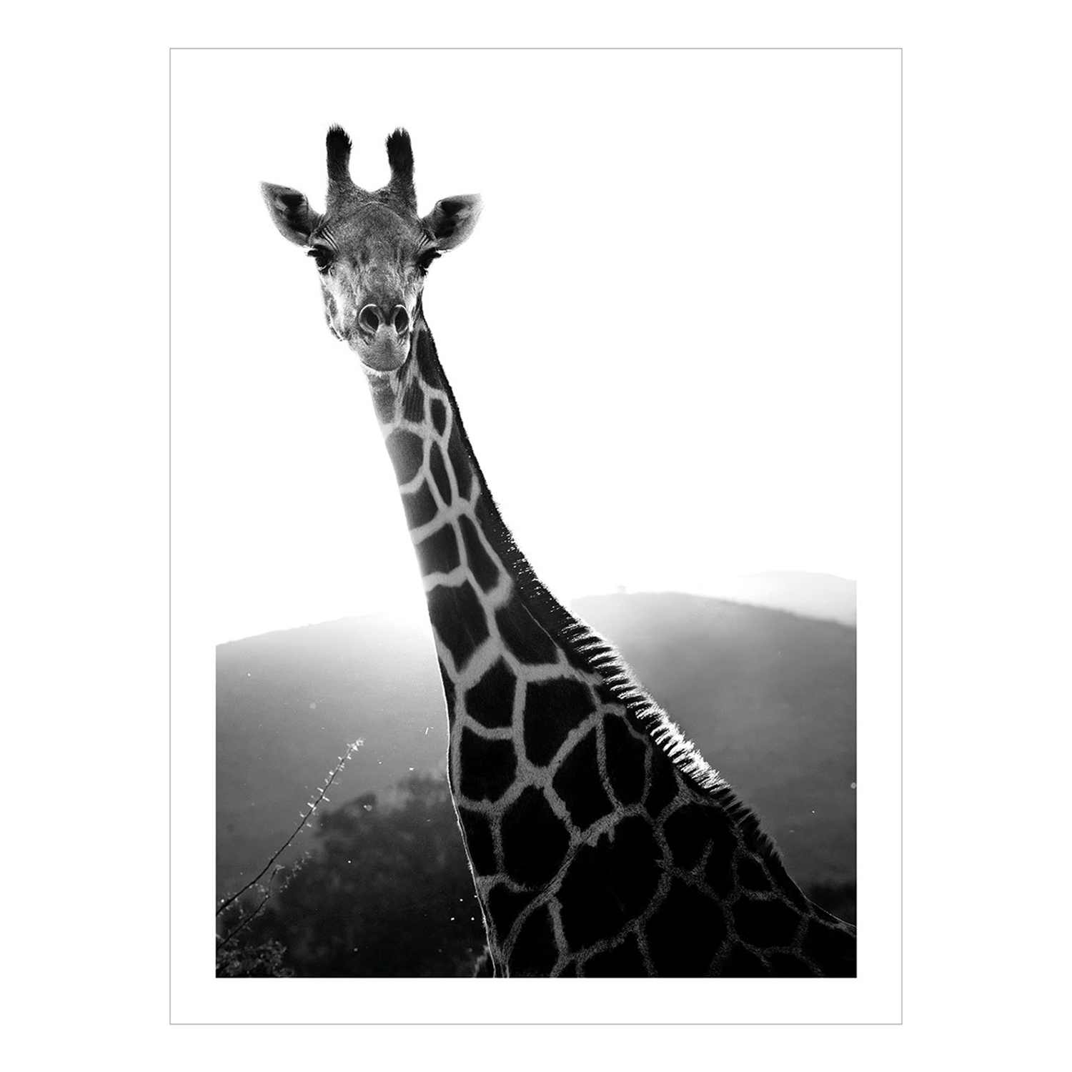 Giraffe Block, 6x8