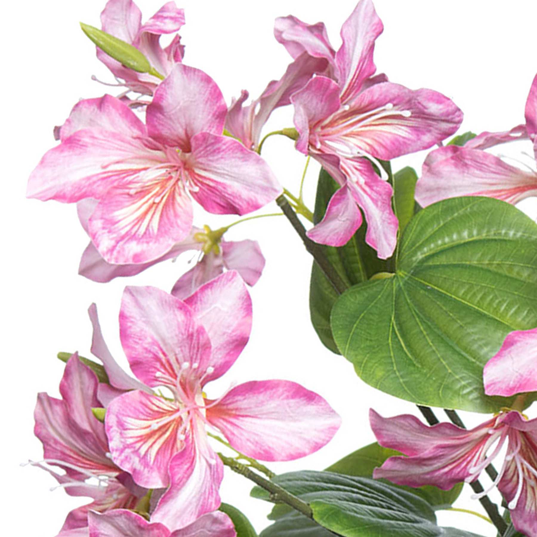 Purple Bauhinia Bush, 21"