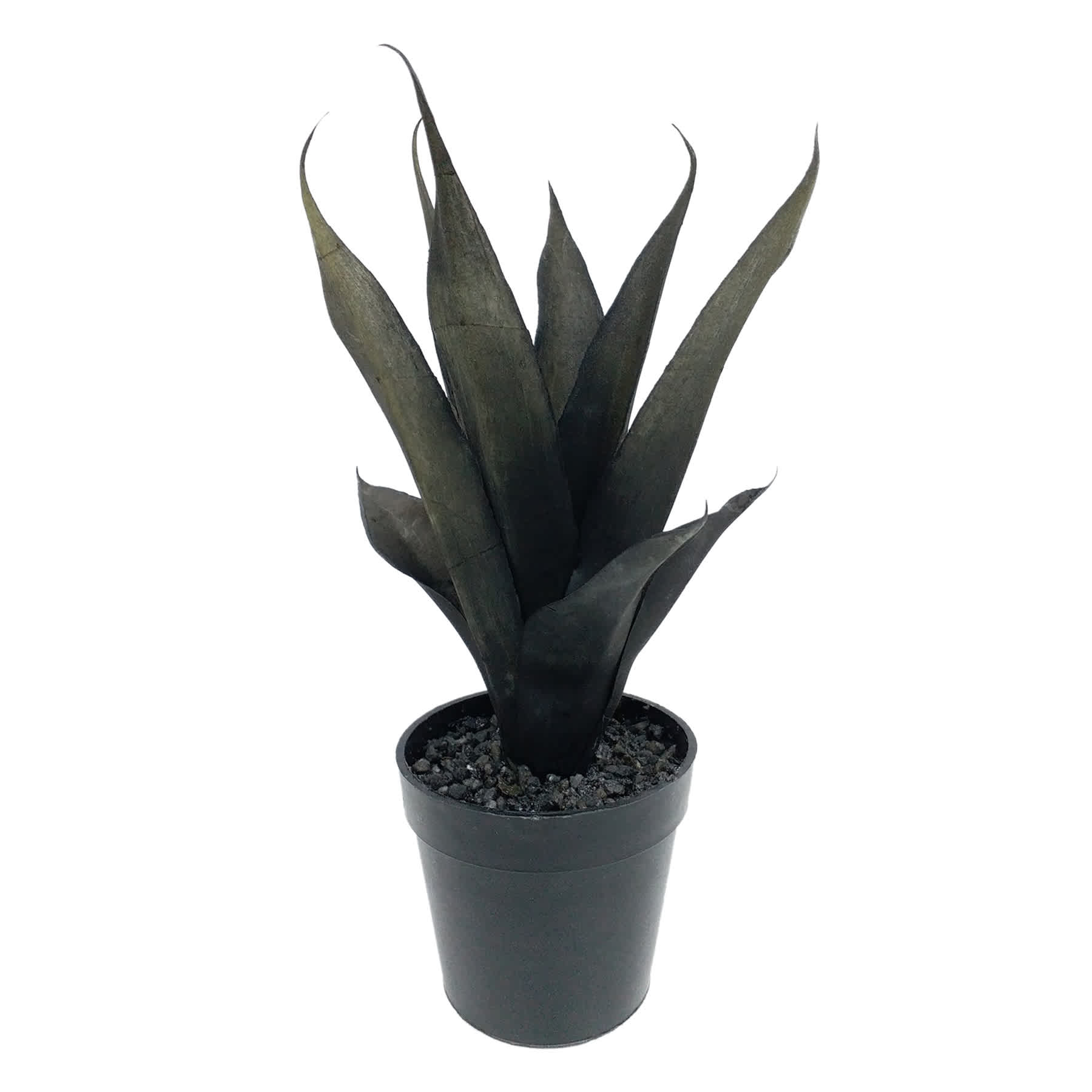 Spellbound Potted Black Agave Plant, 10"