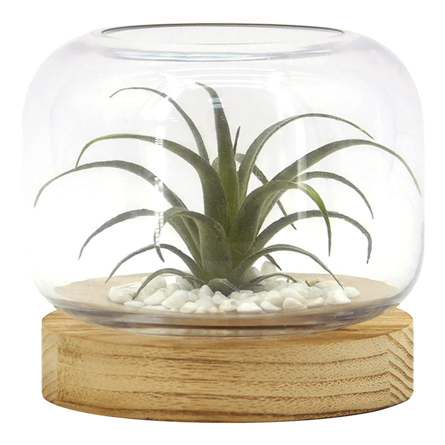 Ty Pennington Air Plant in Glass Vessel with Wood Base, 6.1"