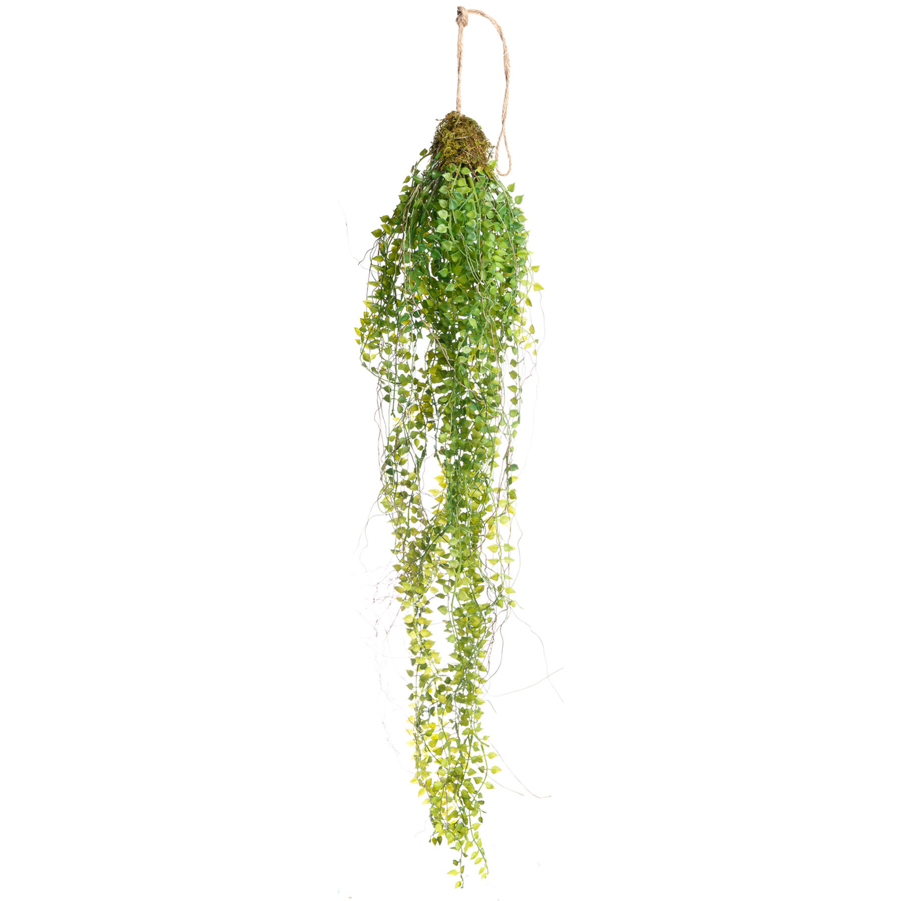 Hanging Button Fern, 29"