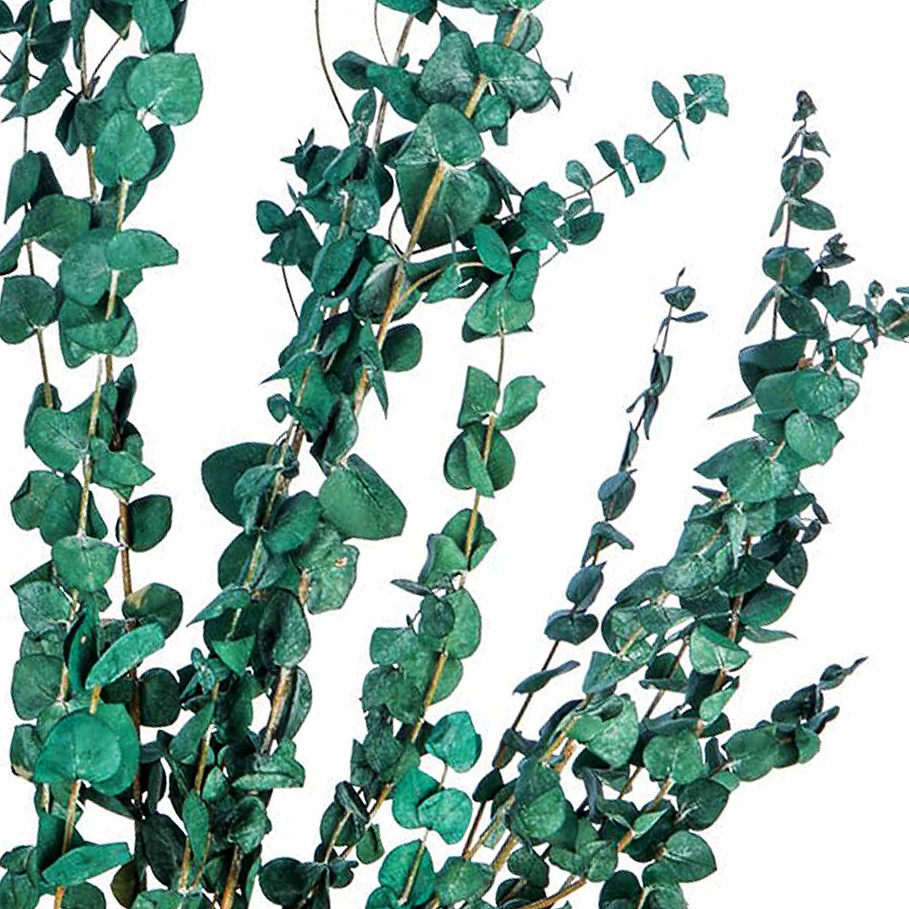 Washed Green Eucalyptus, 4oz