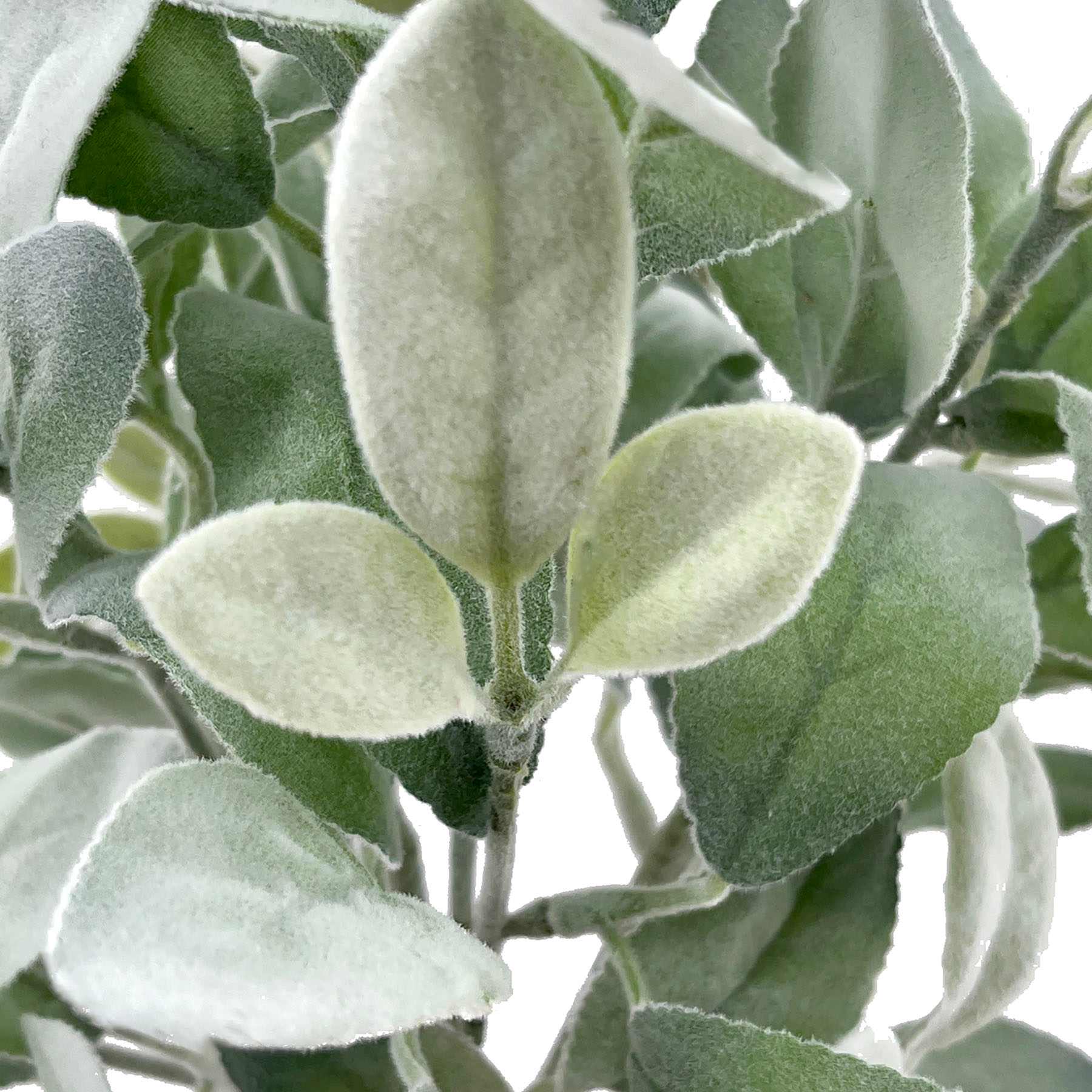 Lamb's Ear Plant Spray, 16"