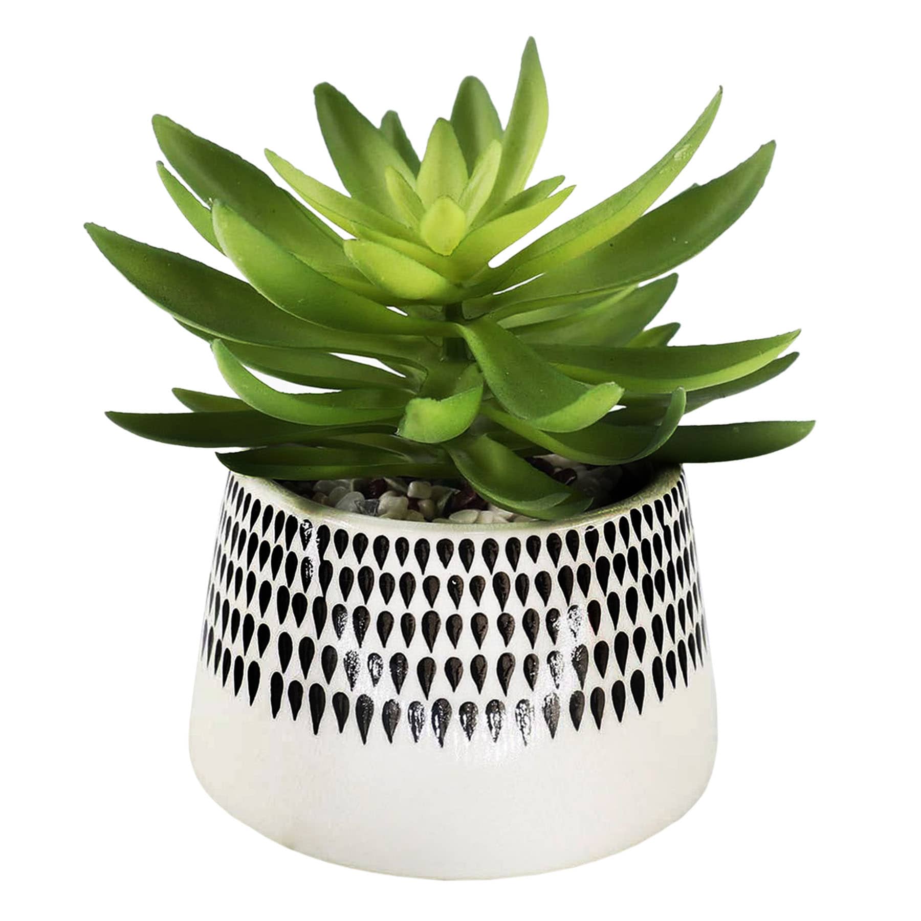 Succulent in Ceramic Pot, 7"