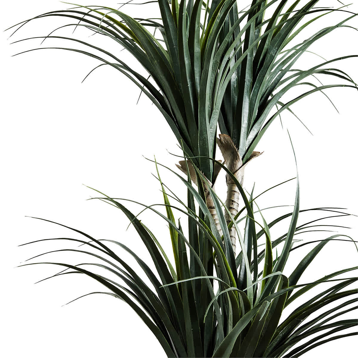 Dracaena Plant in Woven Vessel, 60"