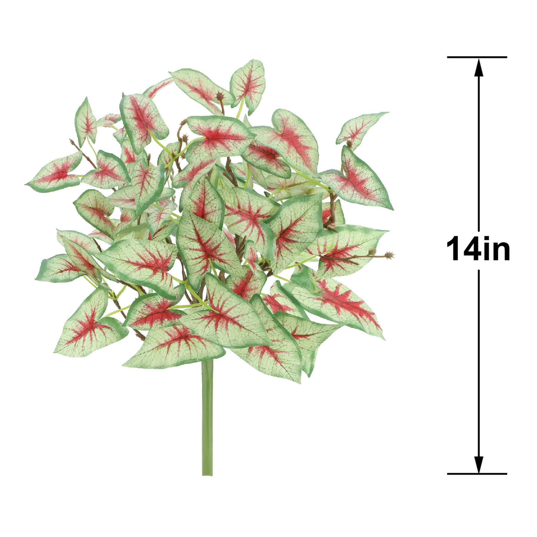 Caladium Bush, 14"