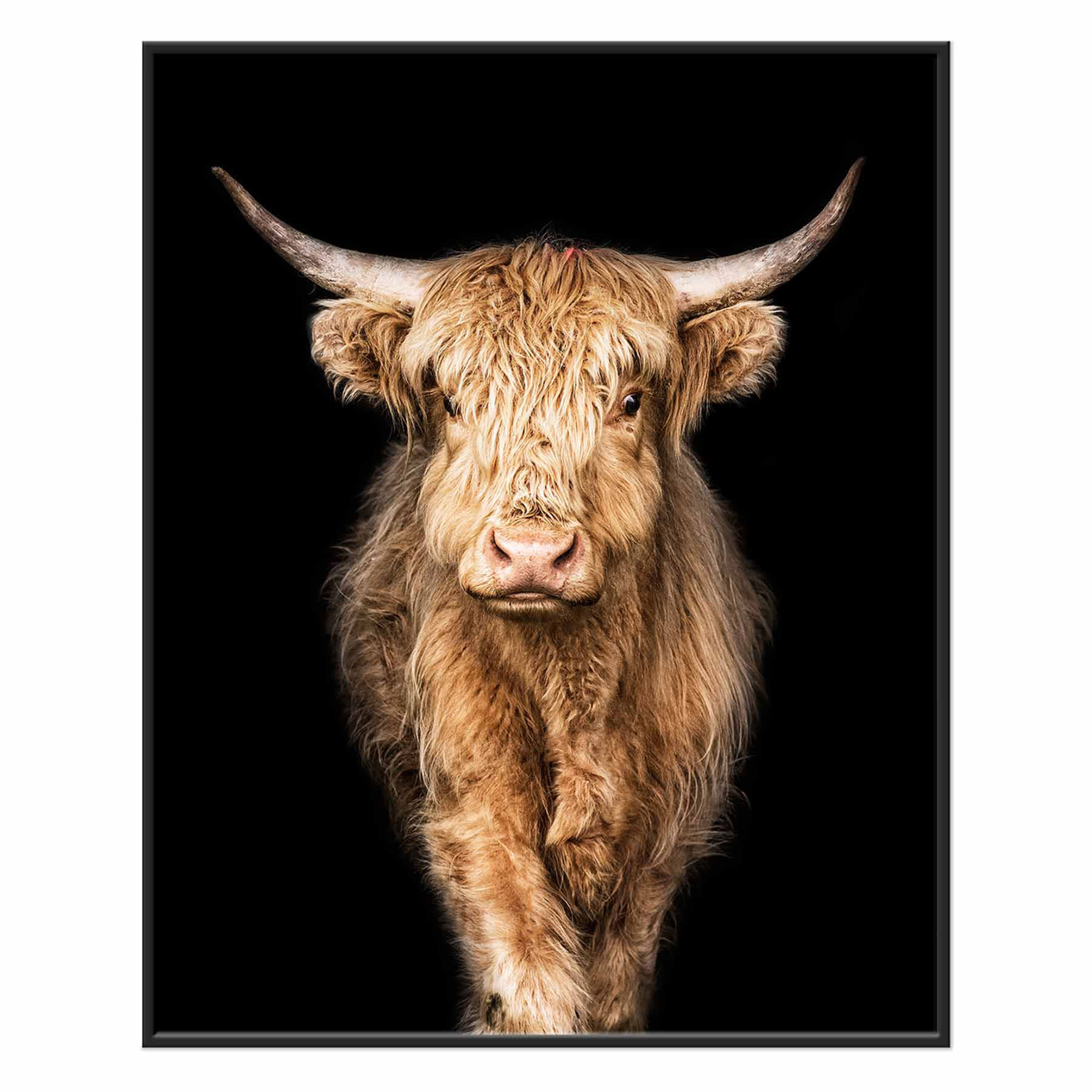 Framed Highland Cow Canvas Wall Art, 24x30