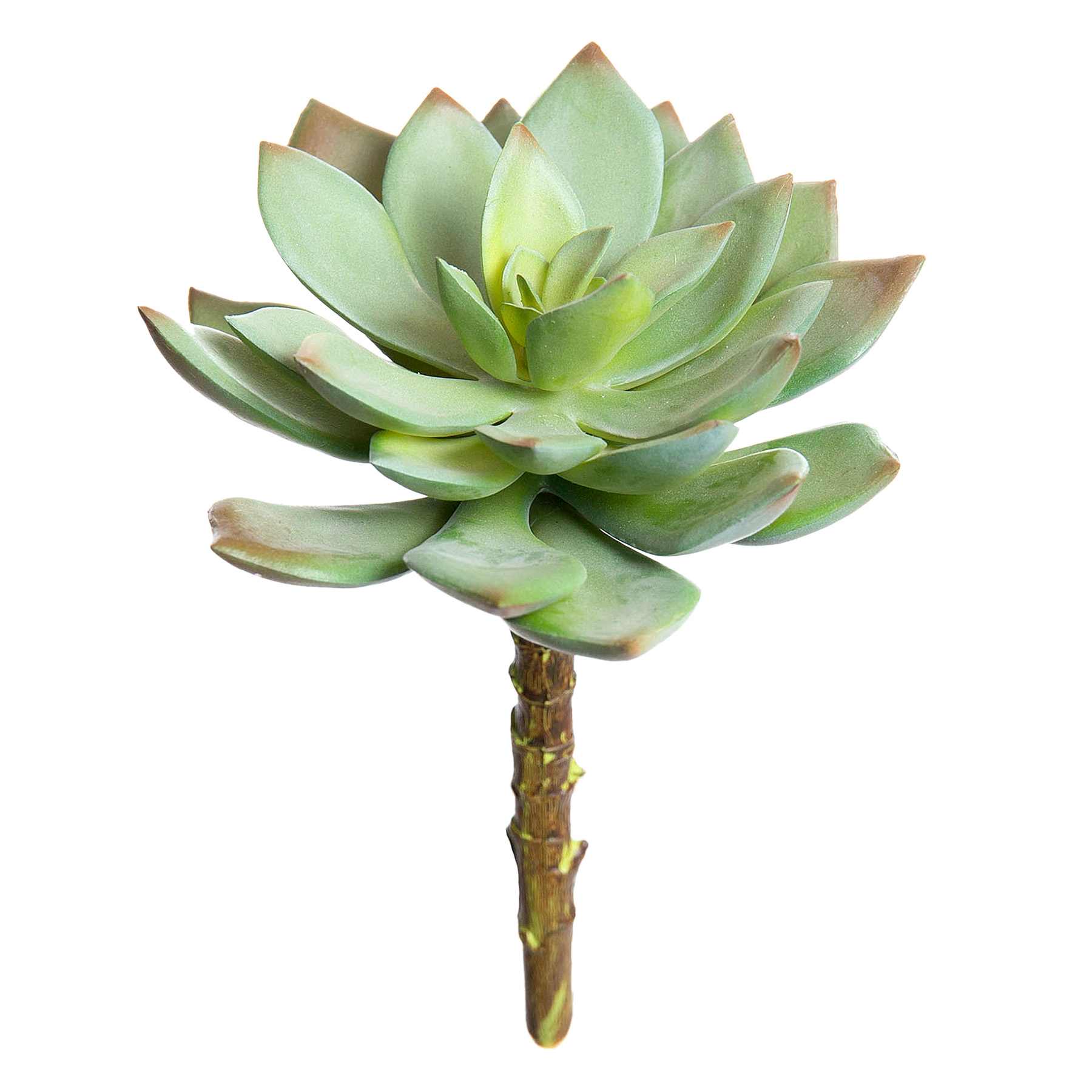 Green Echeveria Succulent Pick, 6"