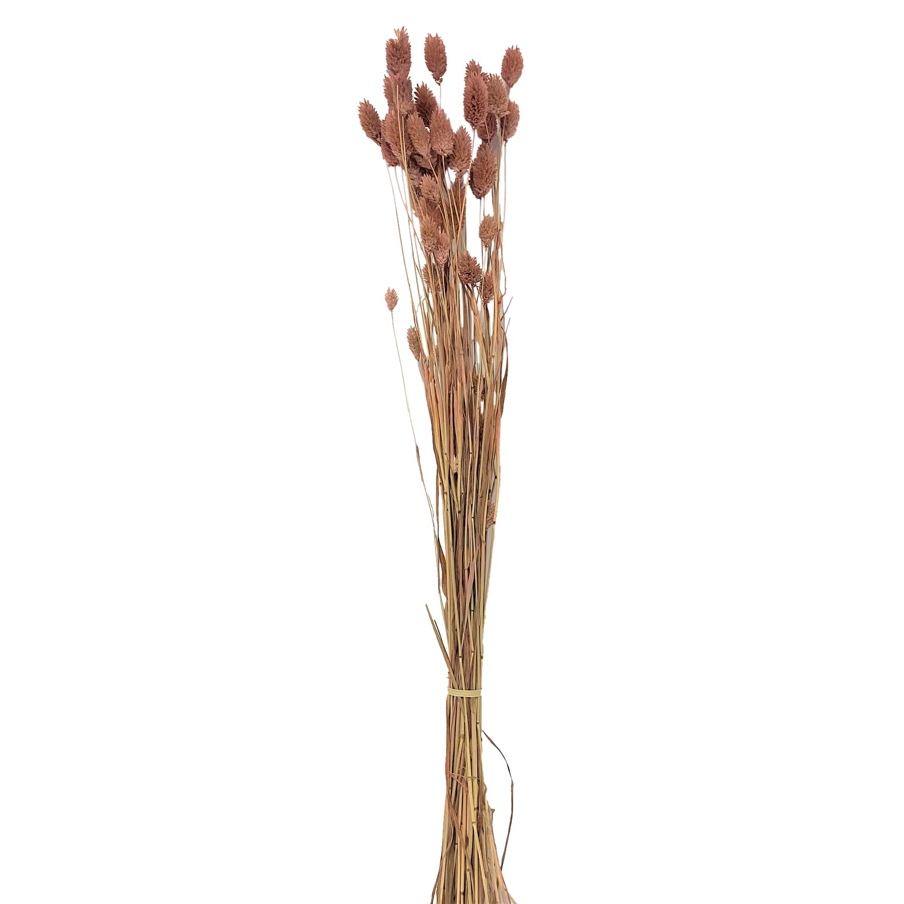 Dried Blush Pink Phalaris Stem Bundle, 28"