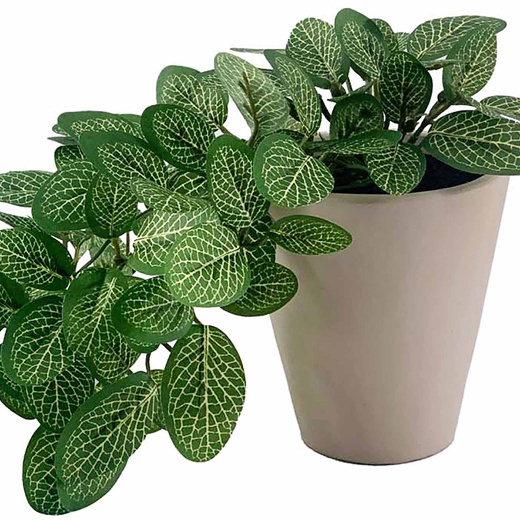 Ivy in Cement Pot, 13.8"