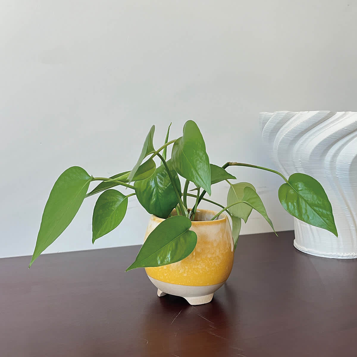 Indoor Cleo Yellow Planter, 4"