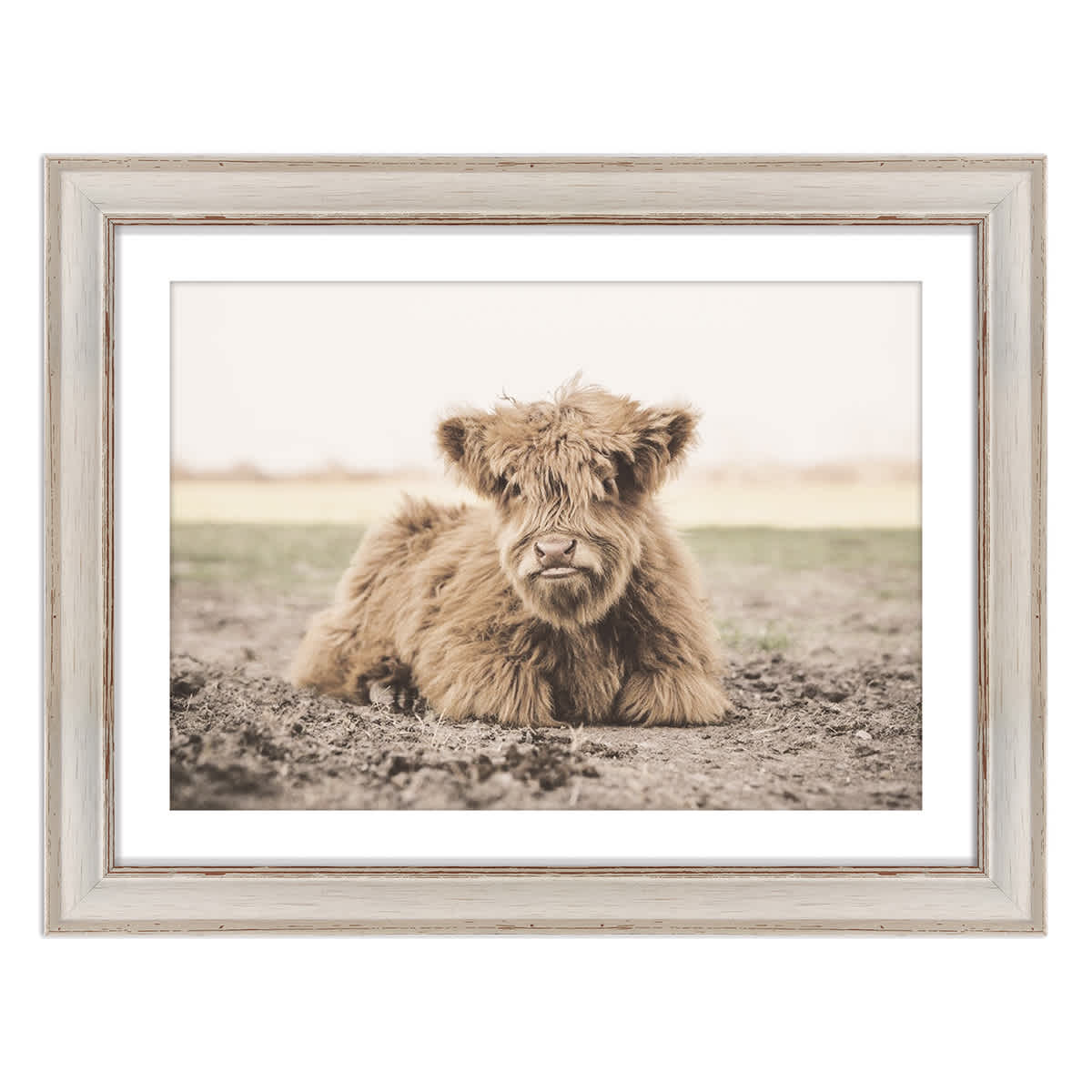 Highland Calf Framed Wall Art, 18x14