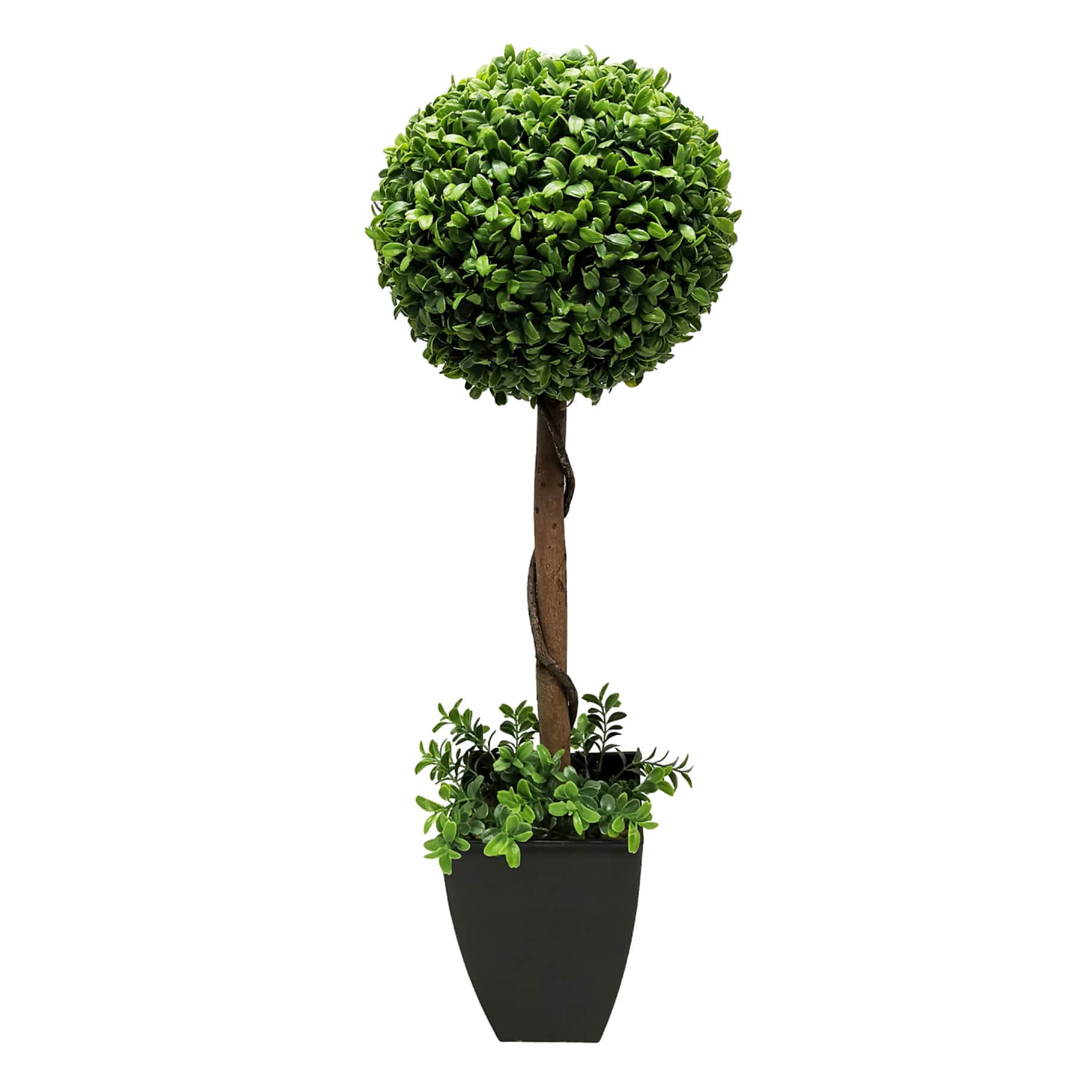 Boxwood Plant with Square Black Planter, 28"