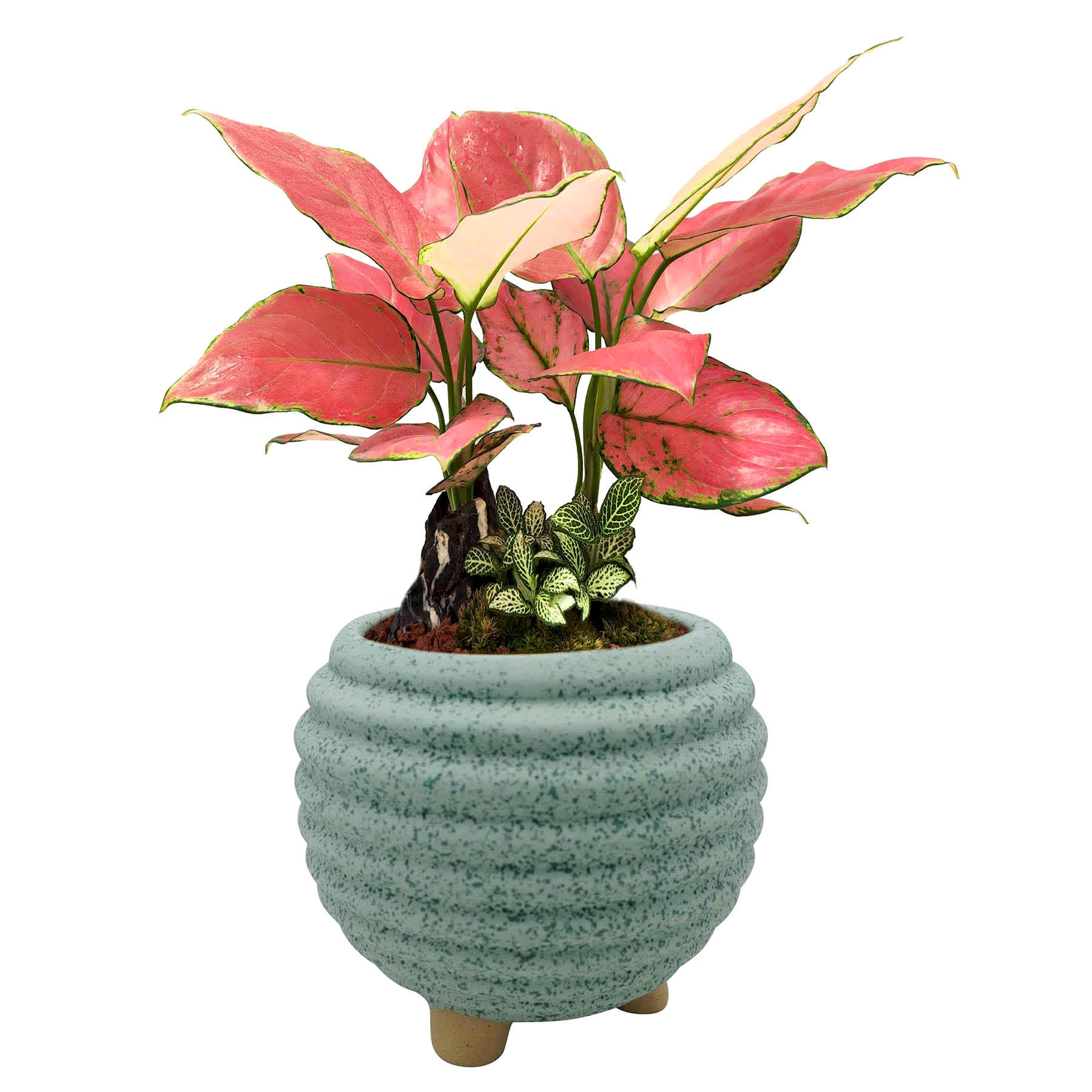 Indoor Elle Sage Planter, 5"