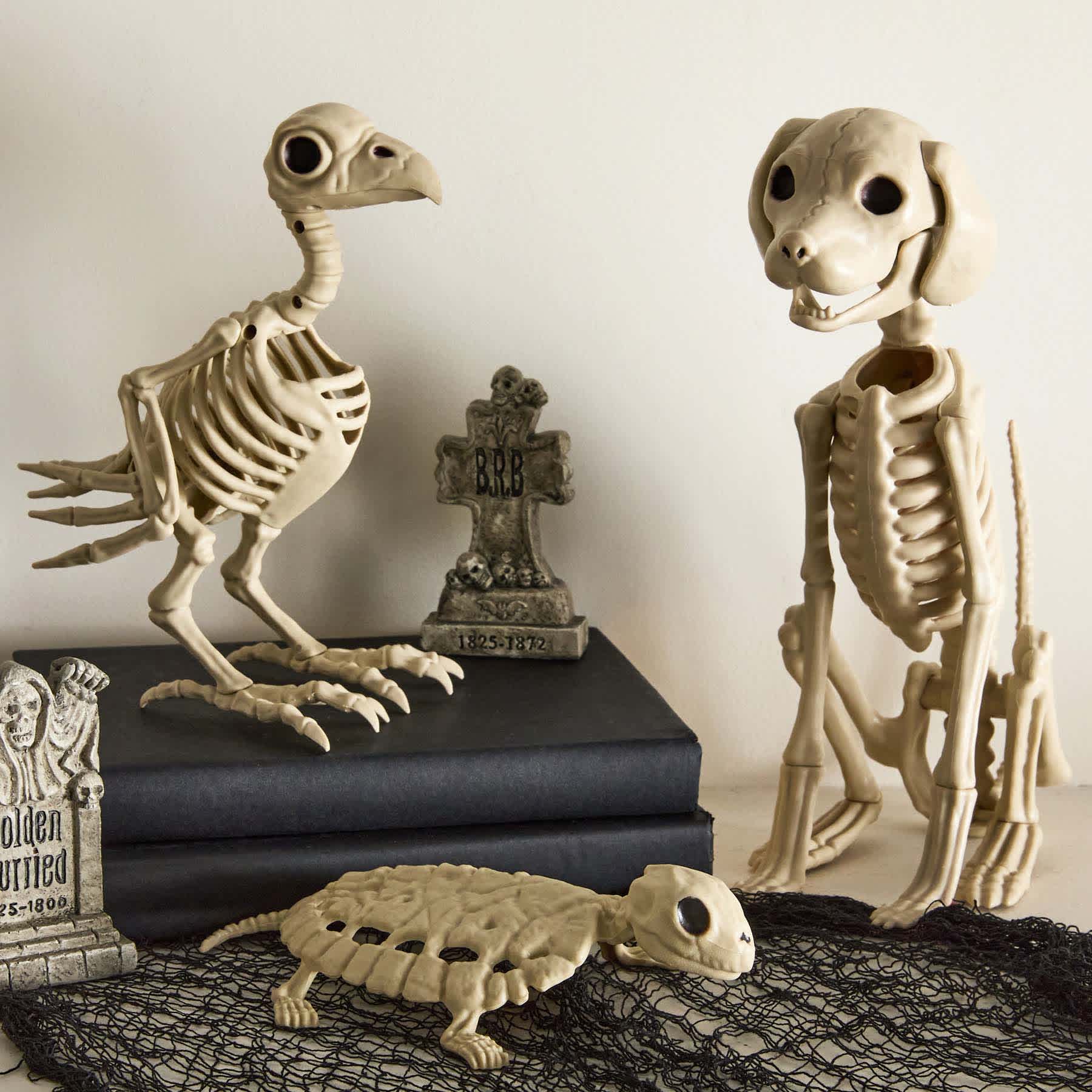 Skeleton Turtle