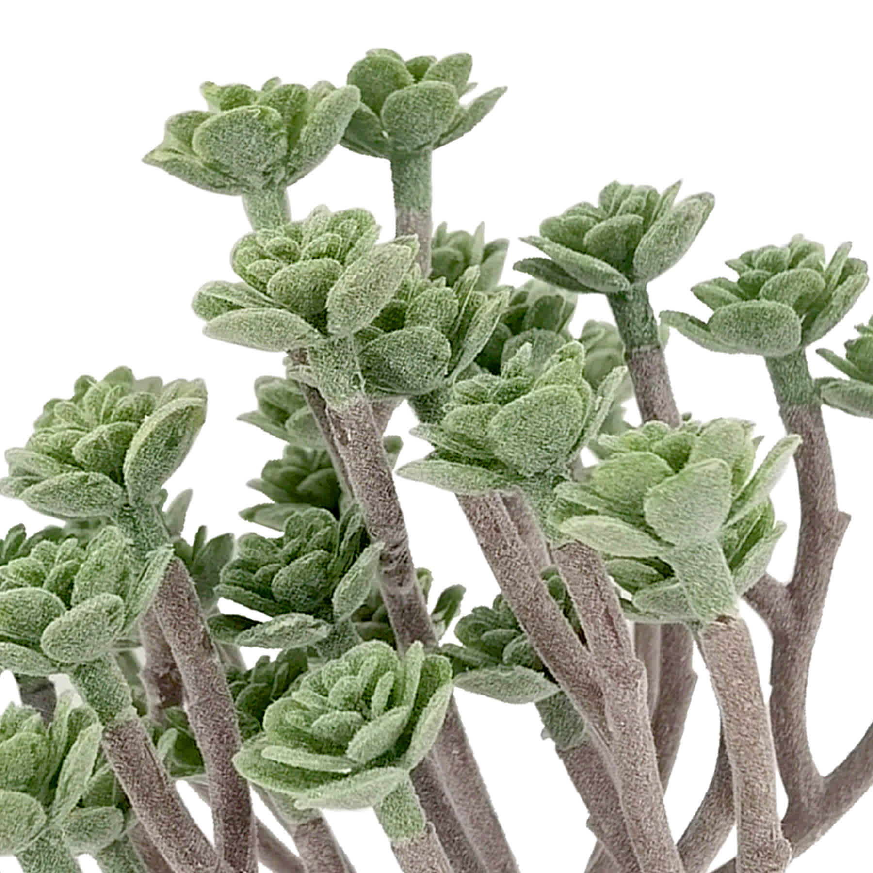 Succulent Pick, 8"