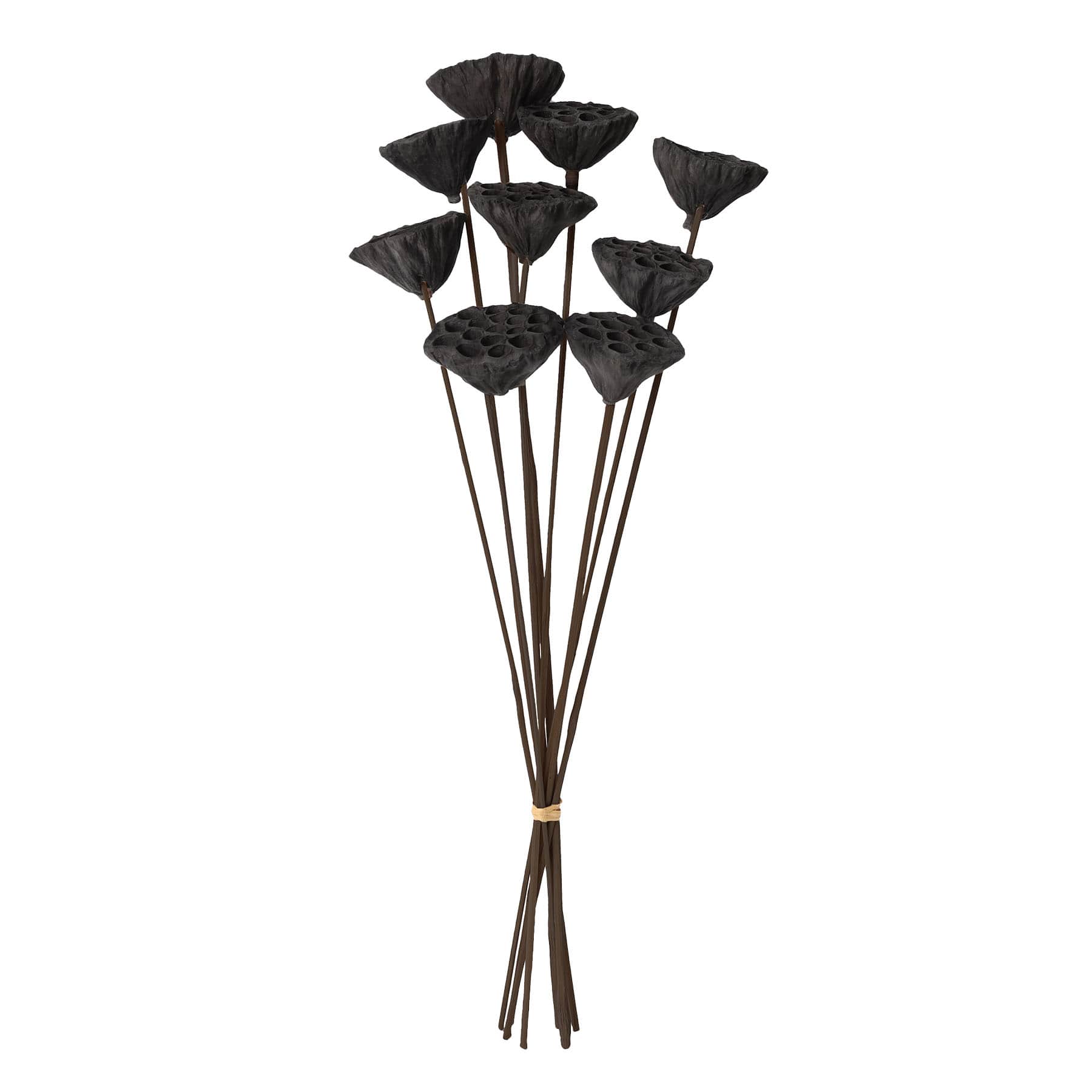 Found & Fable Black Lotus Pod Bunch, 24"
