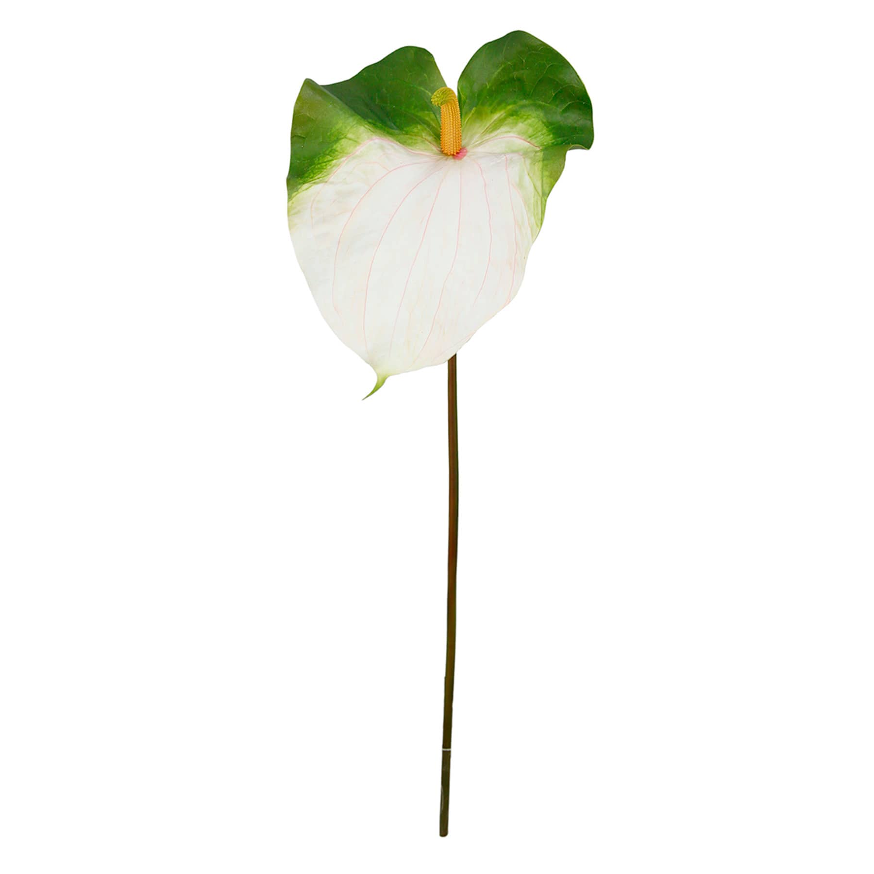 Green & White Anthurium Stem, 33.5"