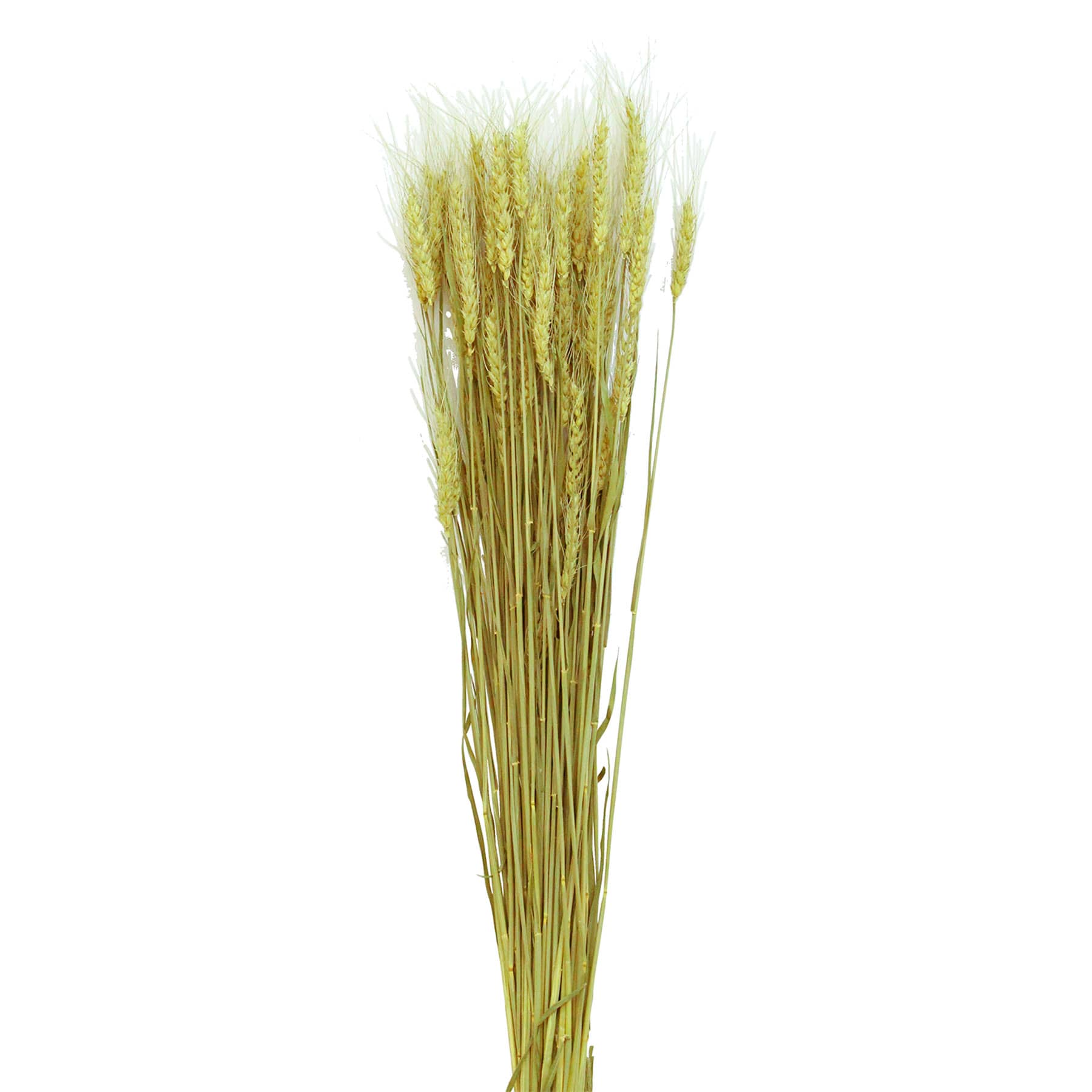 Natural Bearded Tarwe Bundle, 26"
