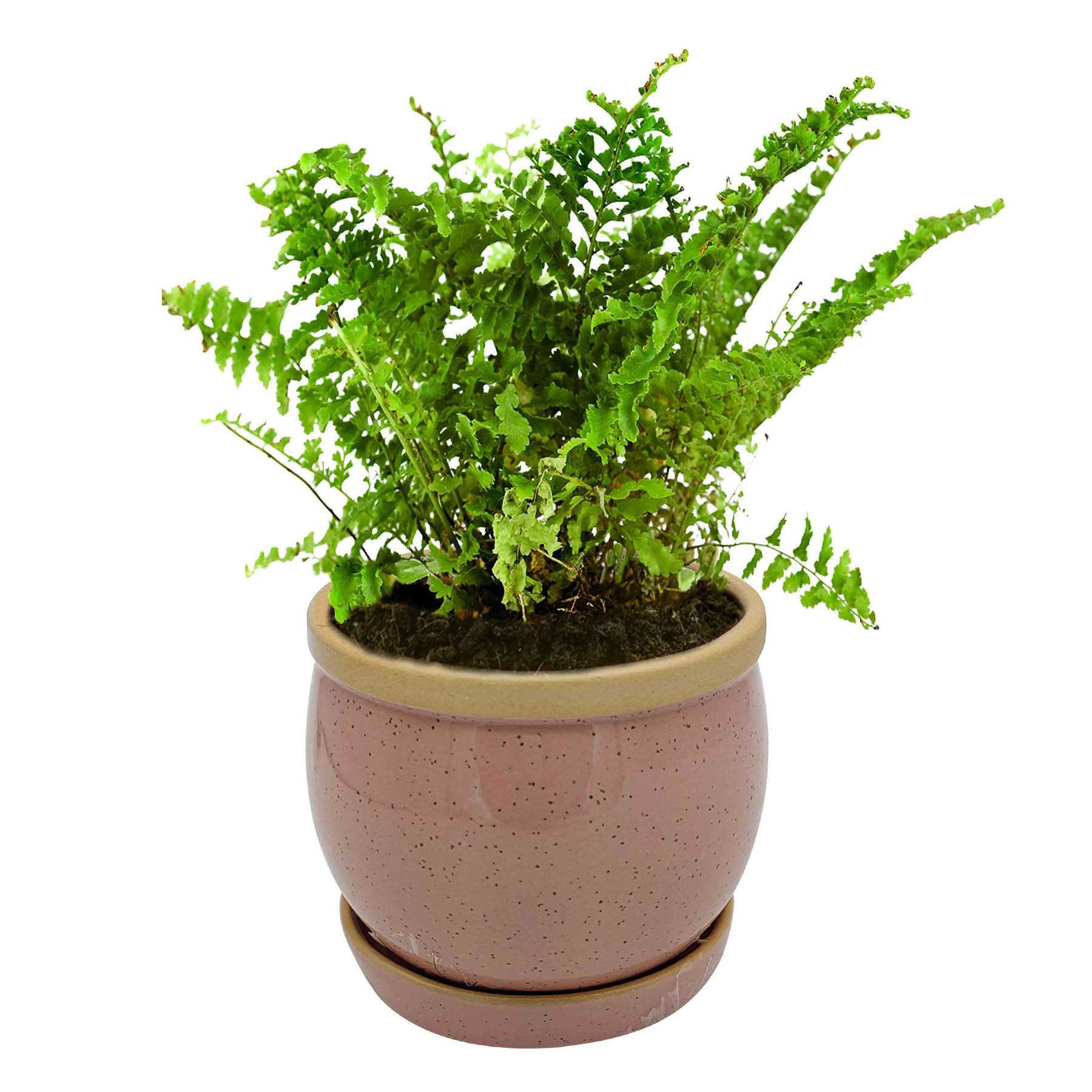 Indoor Kira Red Planter, 4"