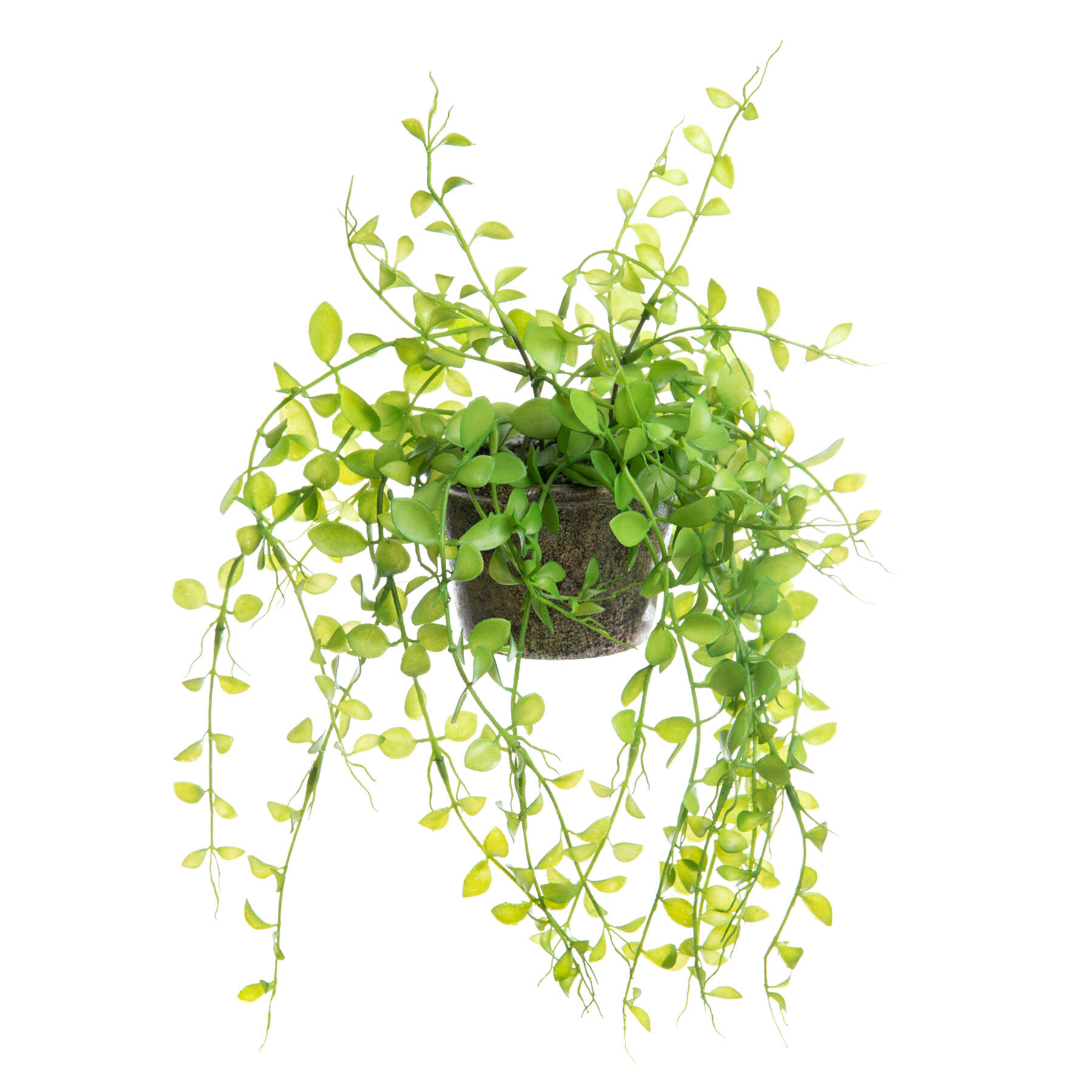 Potted Button Leaf Plant, 9"