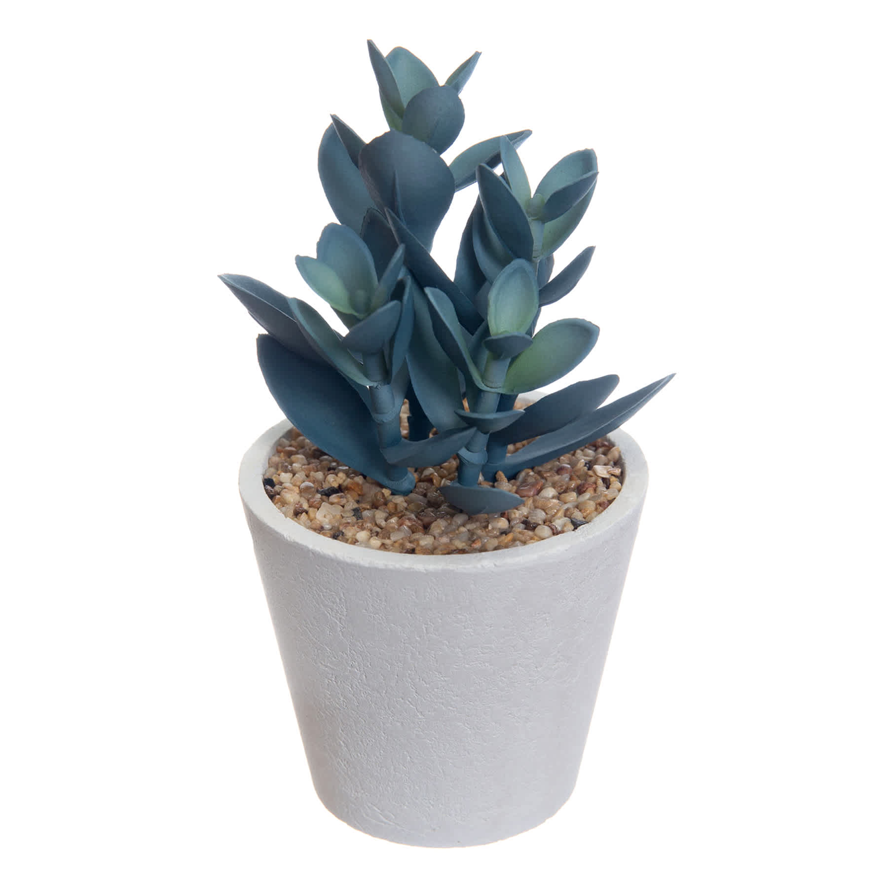 Honeybloom Blue Jade Plant in Pot, 5.5"