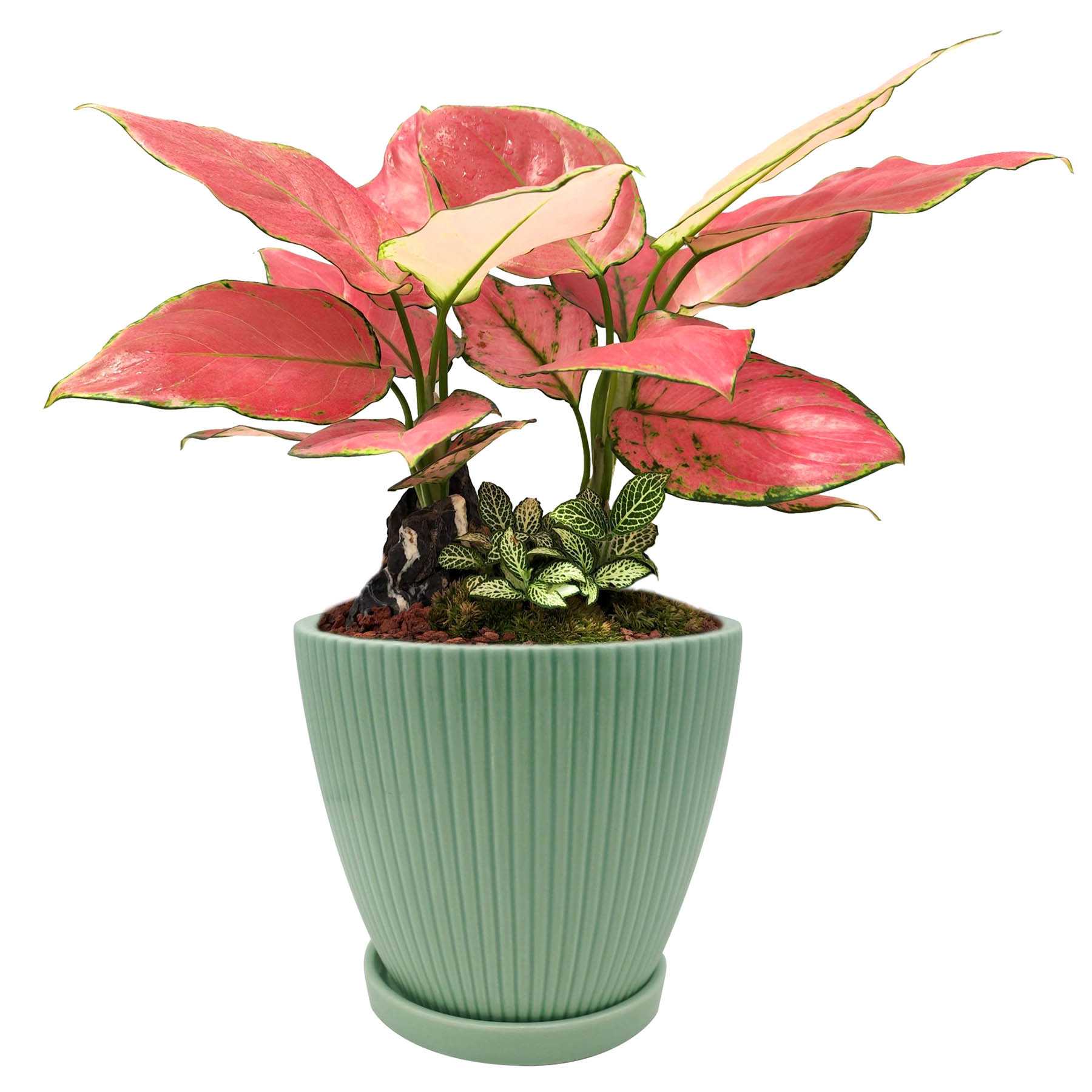 Sunny Club Indoor Green Ribbed Planter, 6"