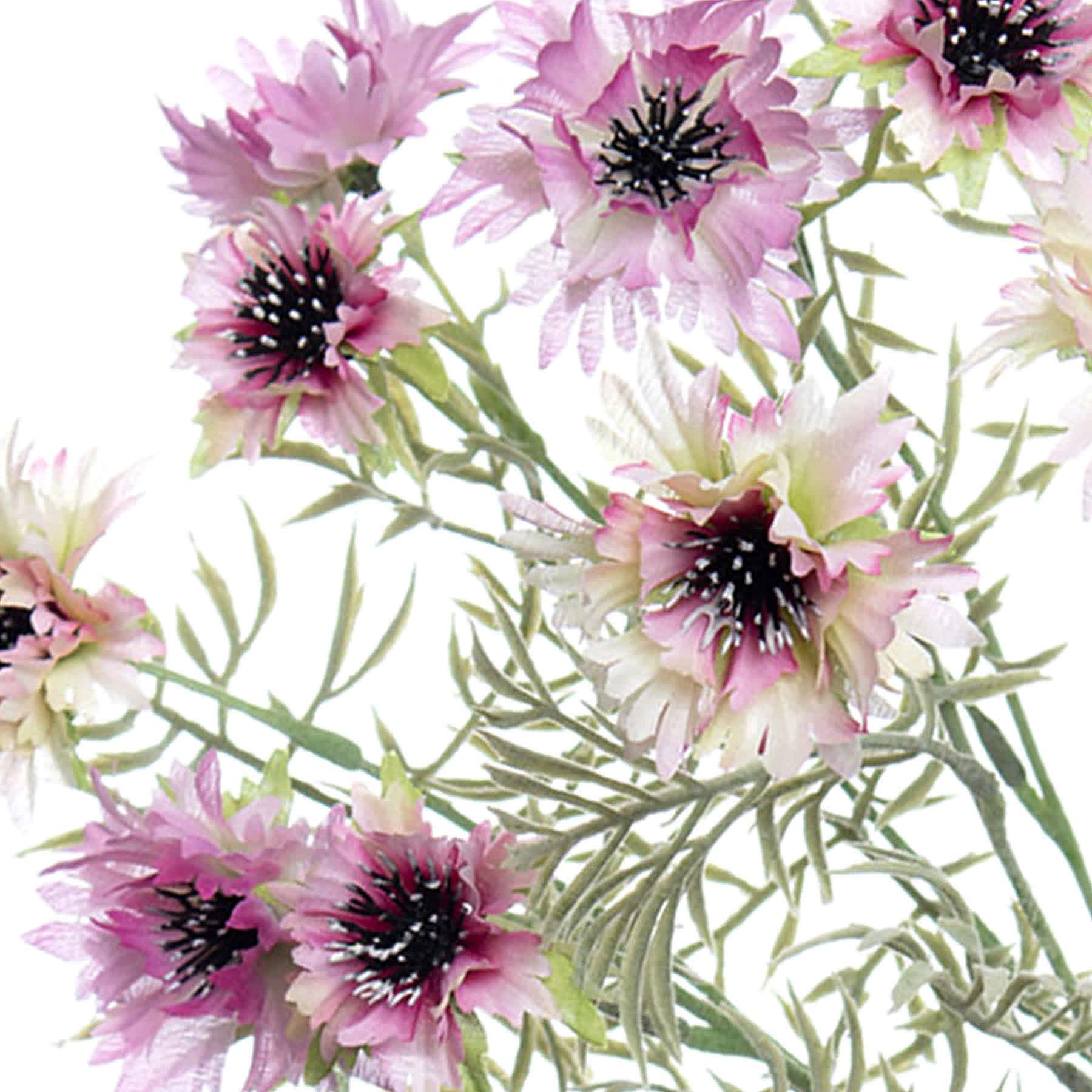 Purple Cornflower Bush, 19"