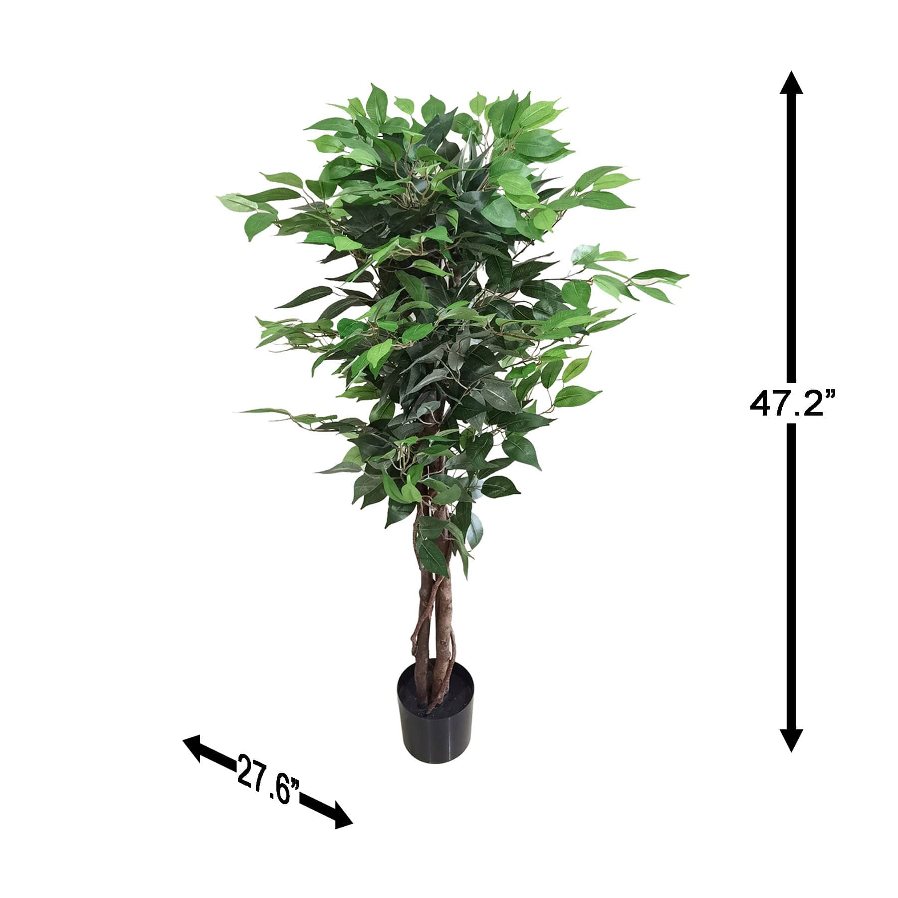 Ficus Tree in Black Pot, 4'