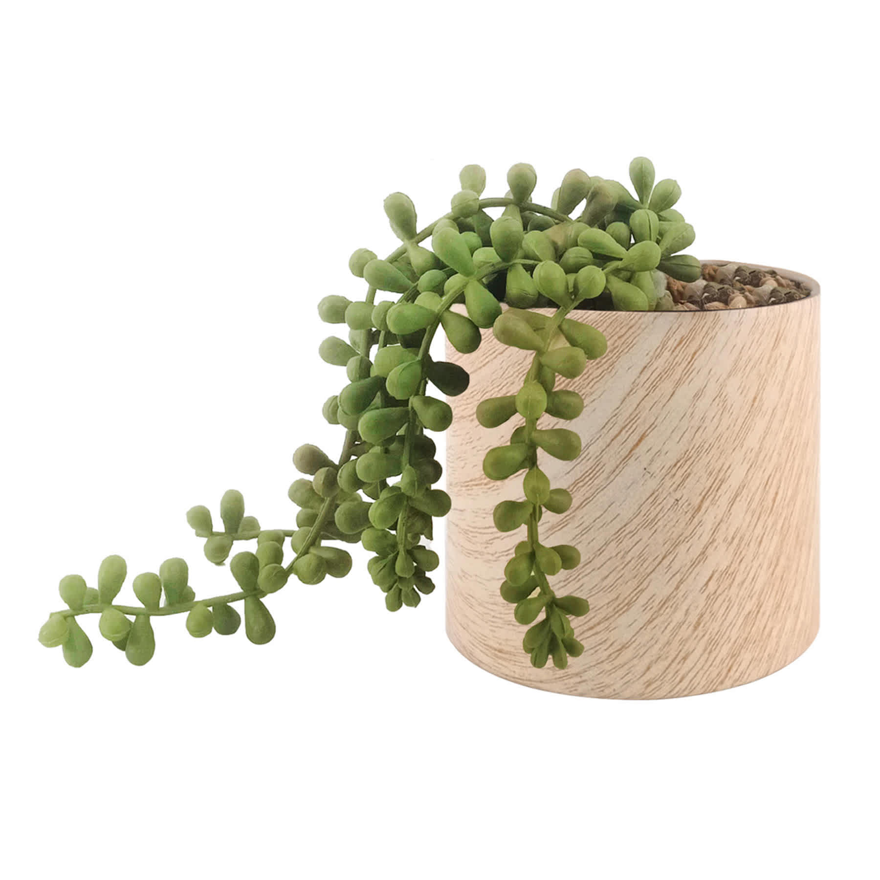 String of Pearls in White Oak Pot, 5"