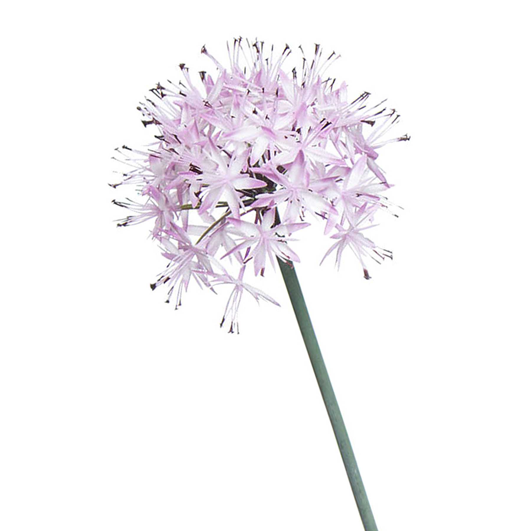 White Allium Stem, 29"