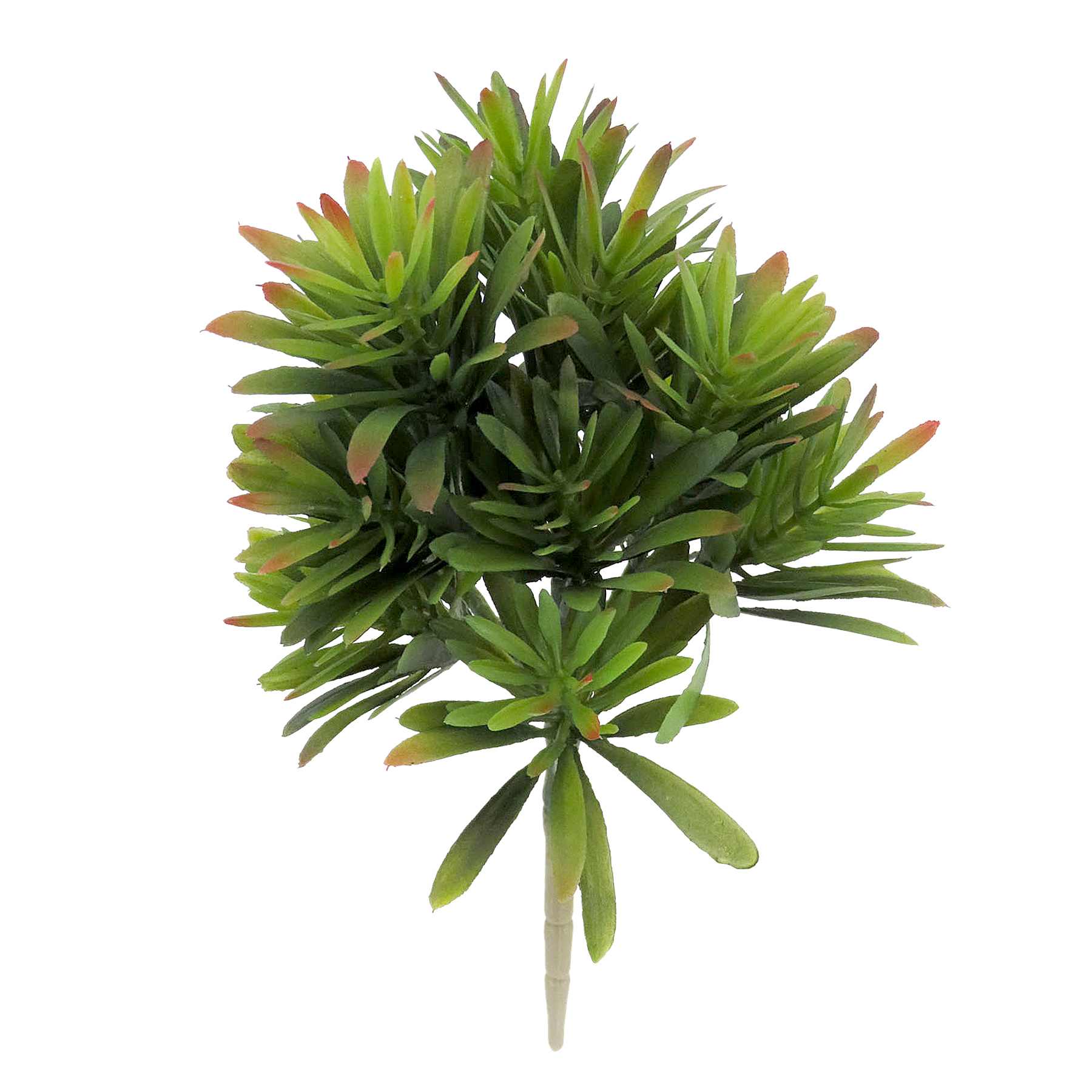Green Jade Plant, 9.5"