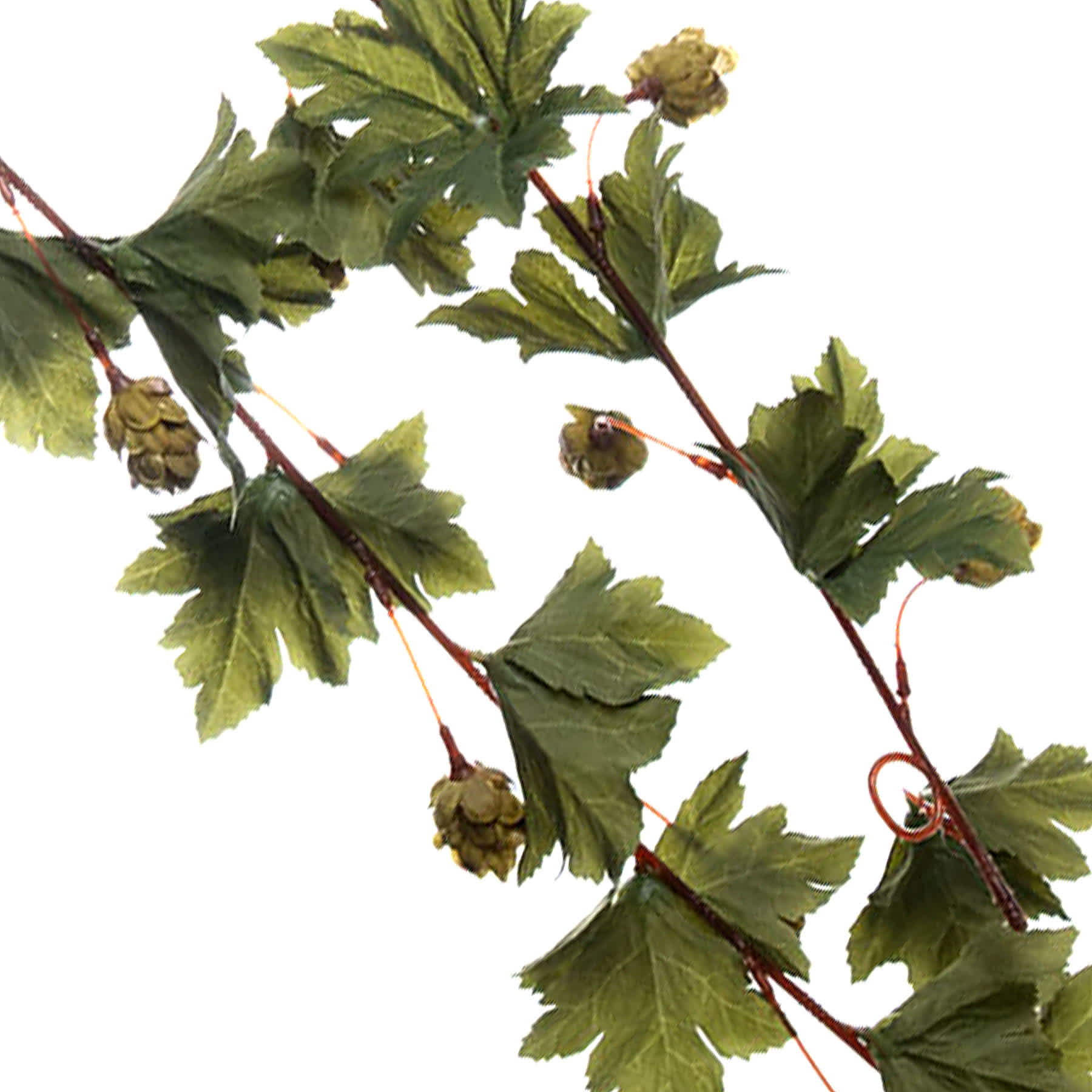 Willow Crossley Green Hops Garland, 72"