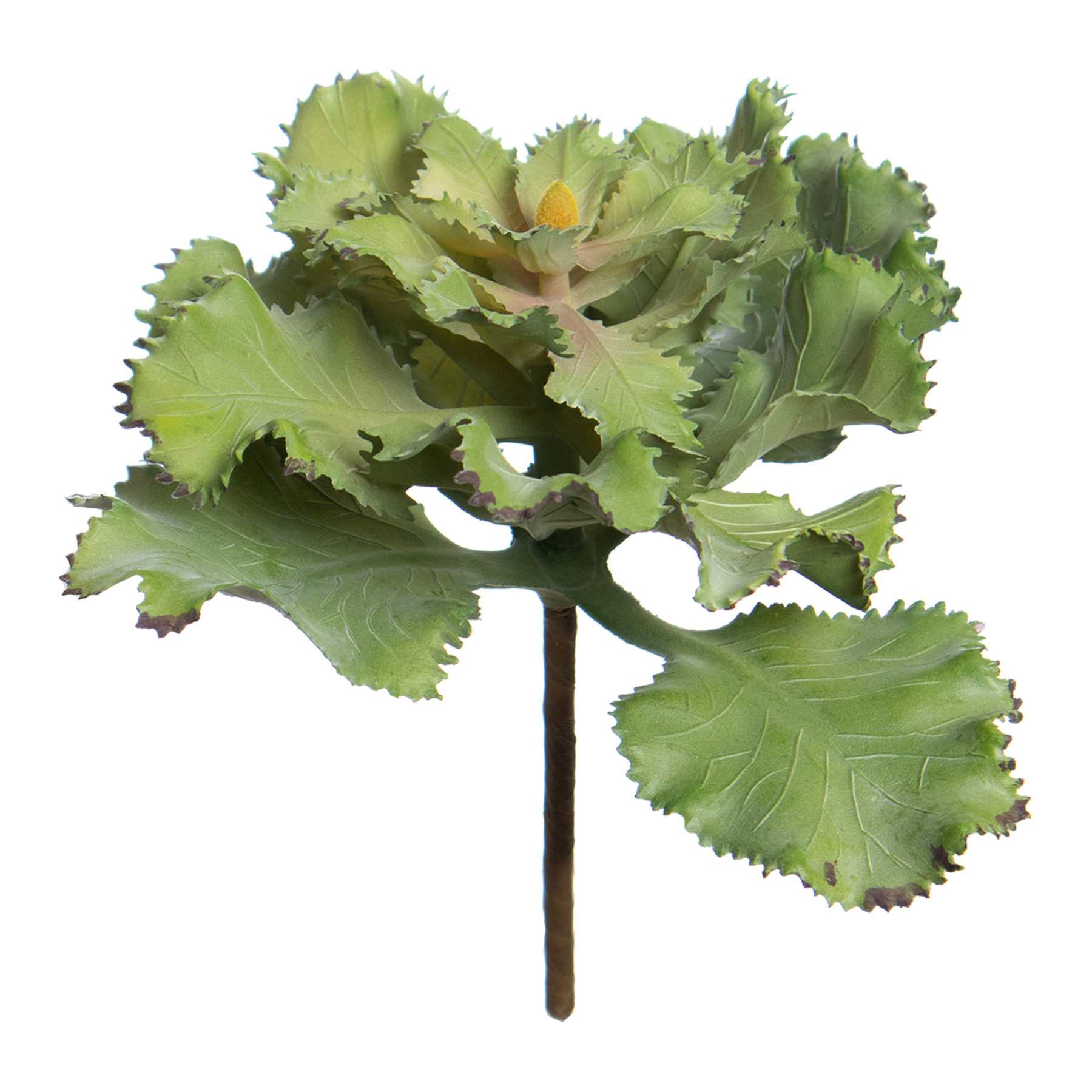 Ruffled Echeveria Pick, 5"