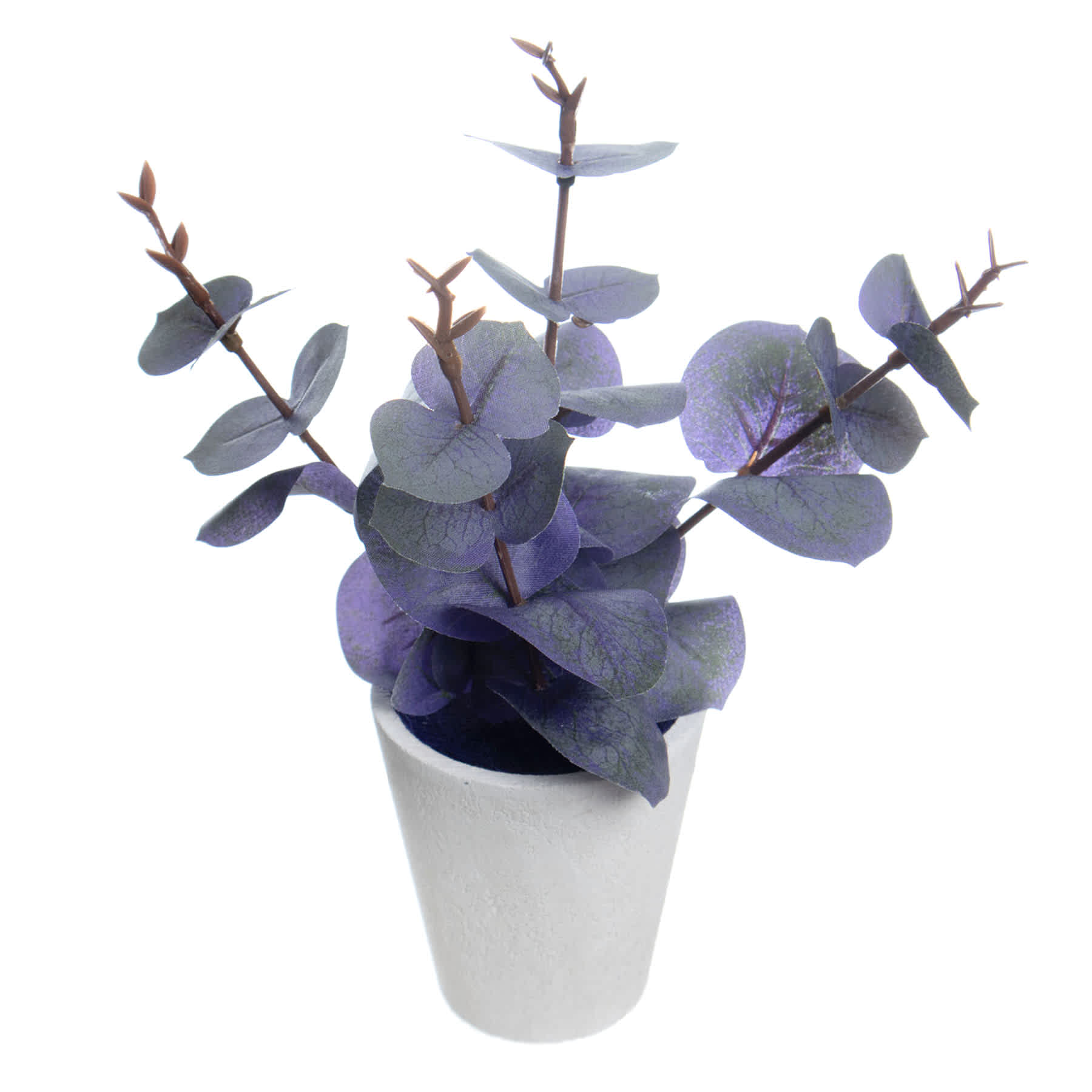 Honeybloom Purple Eucalyptus in Pot, 8"