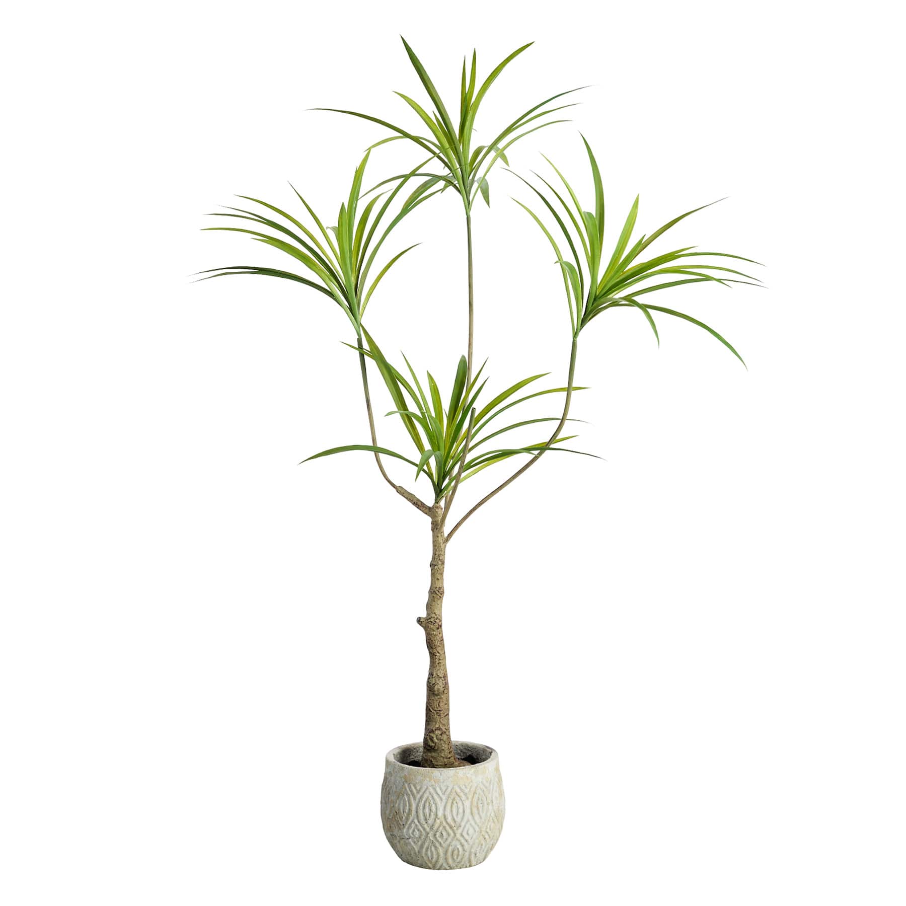 Dragon Tree in Cement Pot, 47"
