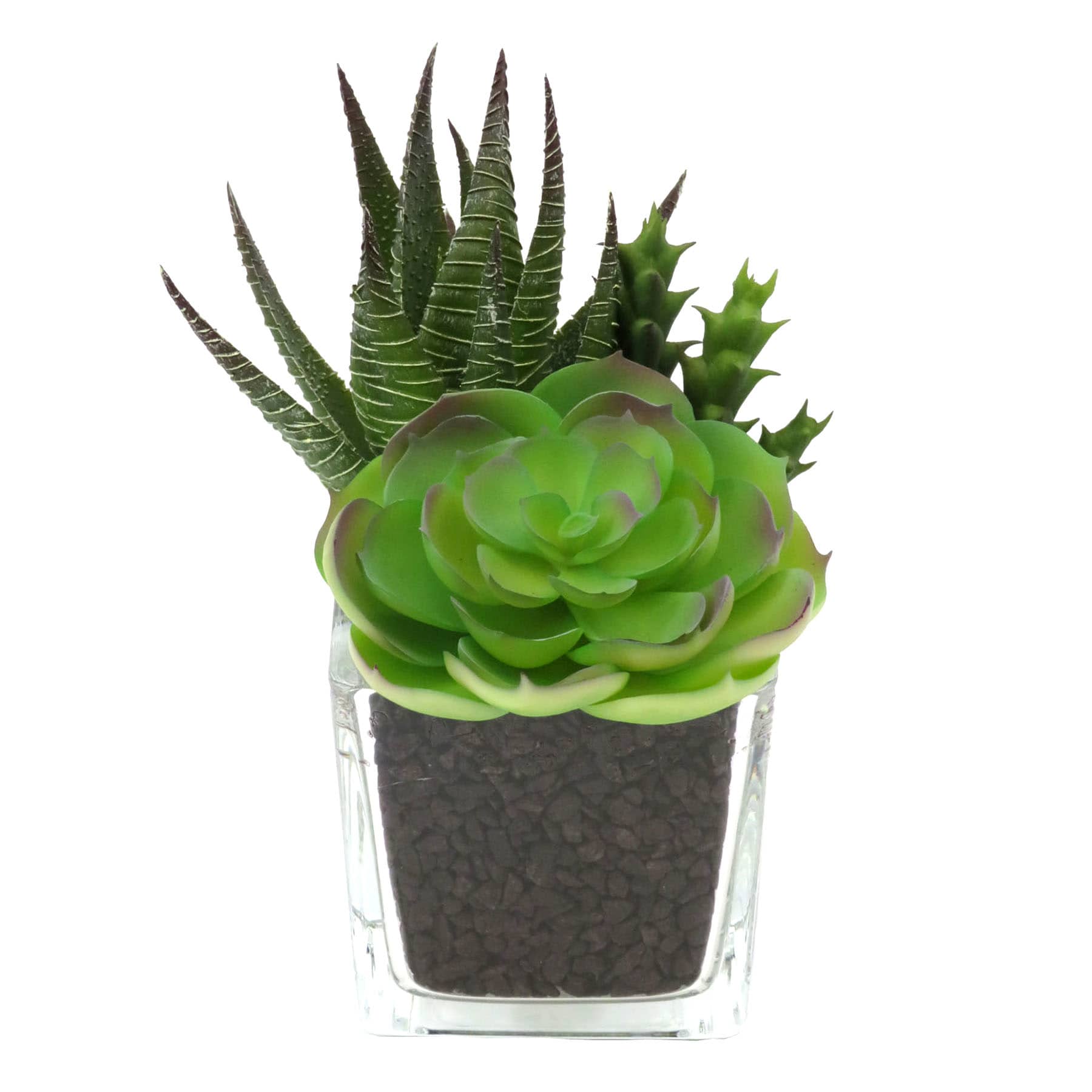Mixed Succulent in Glass Pot, 6"