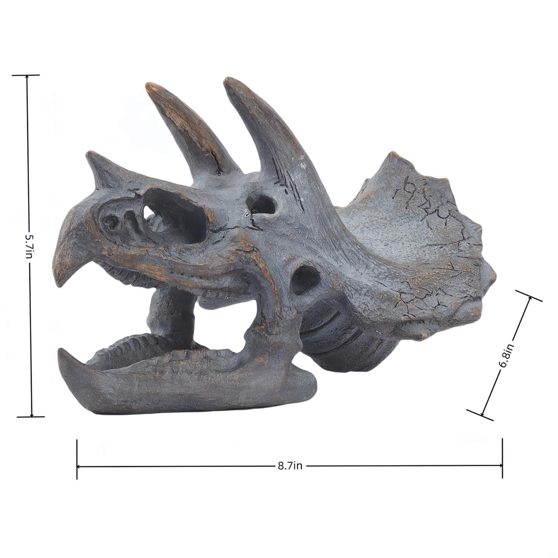 Triceratops Resin Skull Décor, 9x6