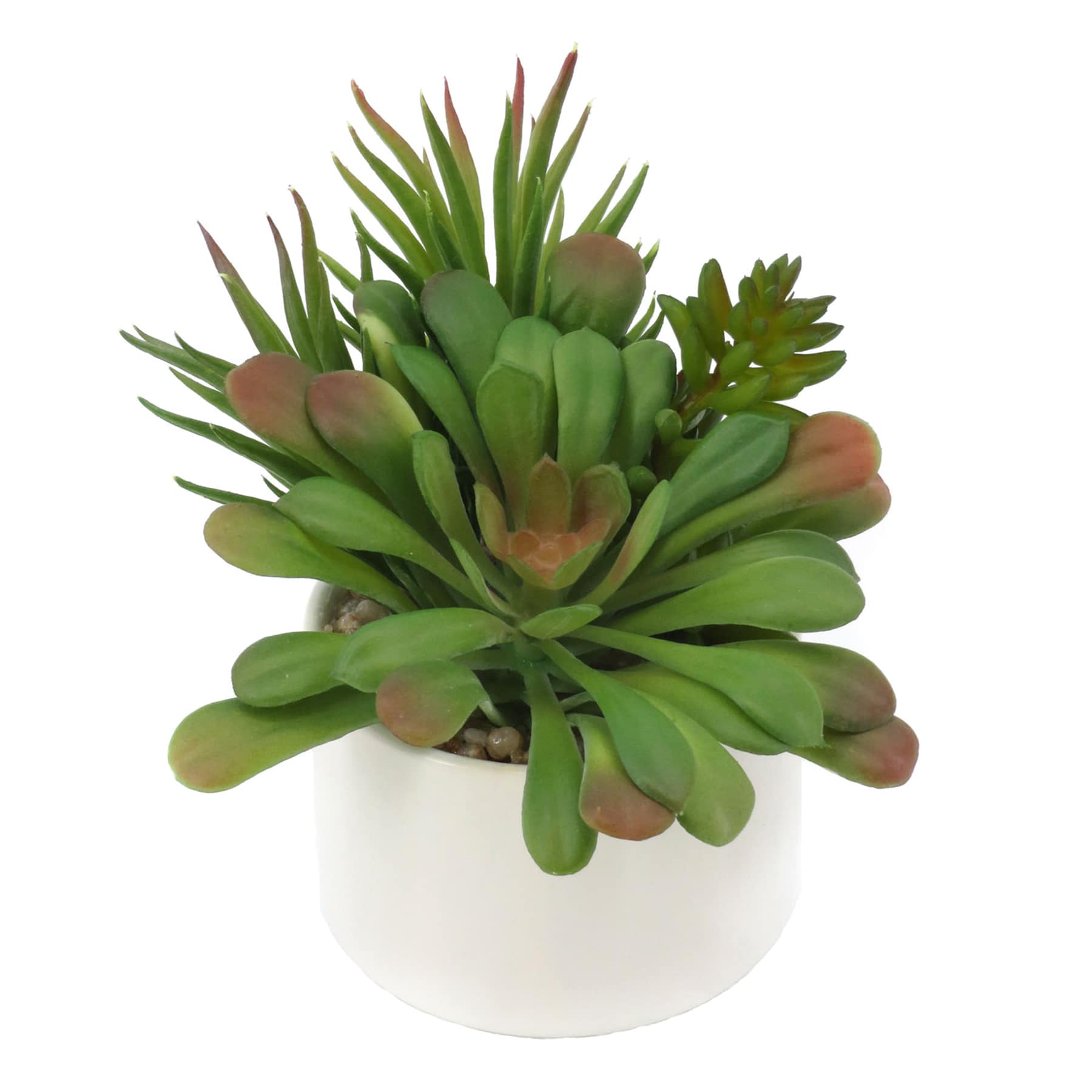 Mixed Succulent in White Pot, 5.5"