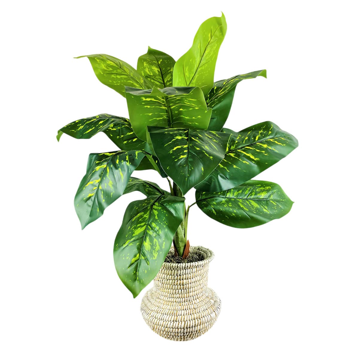 Dieffenbachia in Urn Basket, 40"