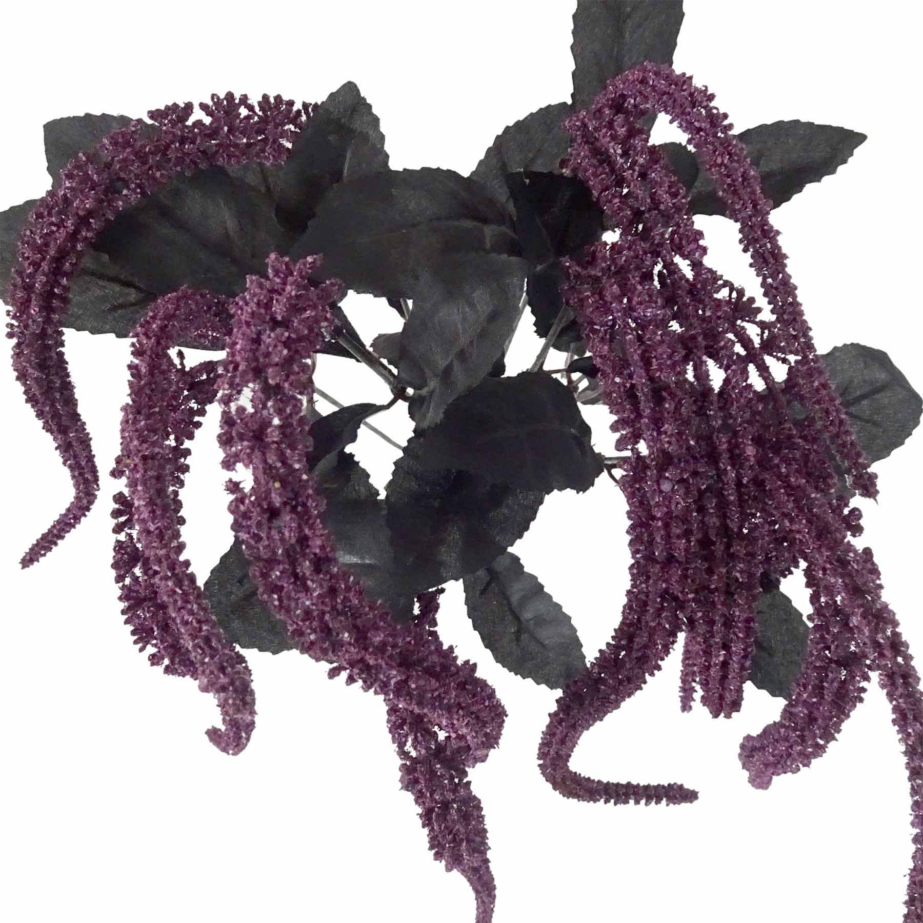 Grim Gardens Purple Amaranthus Bush