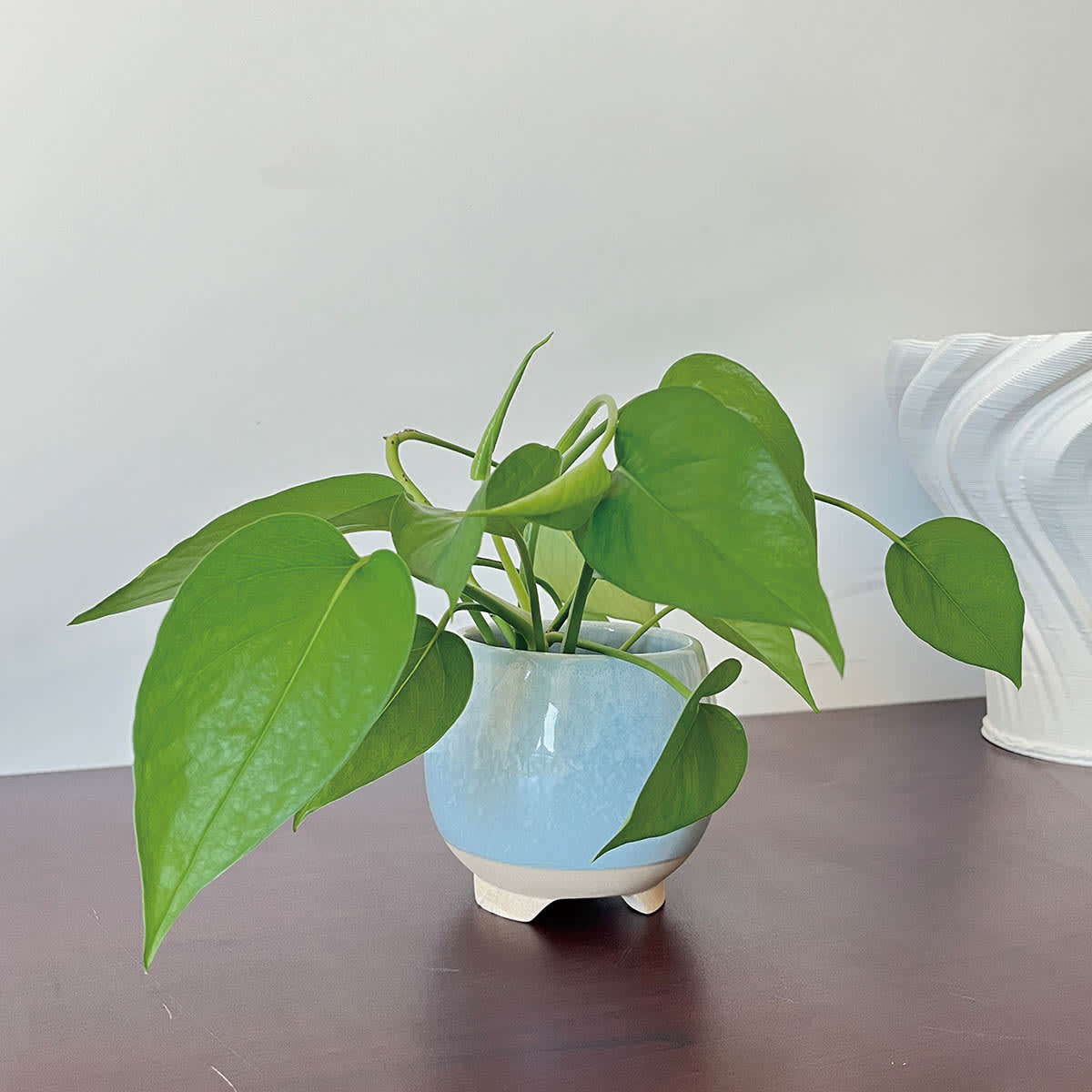 Indoor Cleo Blue Planter, 4"